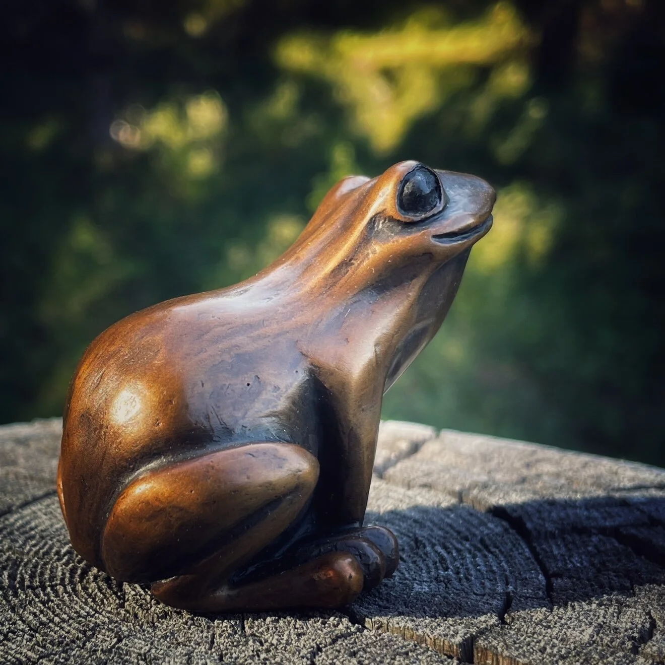 Frog 5.jpg