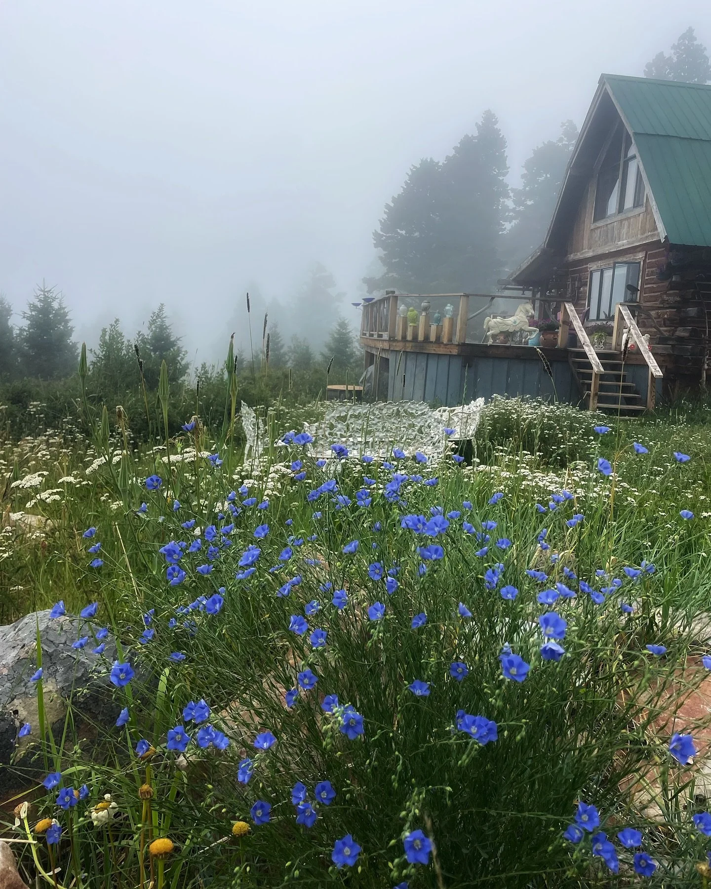 A misty, mystical cloud-shawl has cloaked the mountain since yesterday morning.

Tala joyfully investigates scents left by nighttime forest friends. She keeps guard while I sip cacao in ceremony and prayer,
toes nestled by soft ferns, wet from hail a