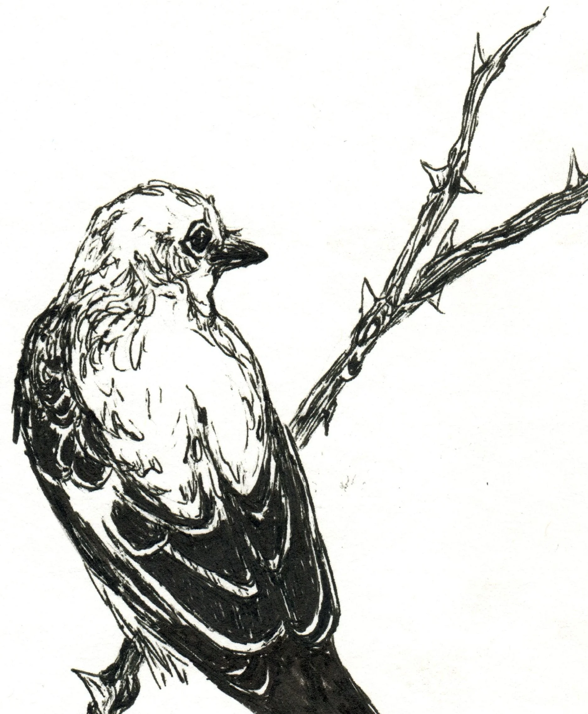 INKtober_2026_BirdLongTail_detail.jpg