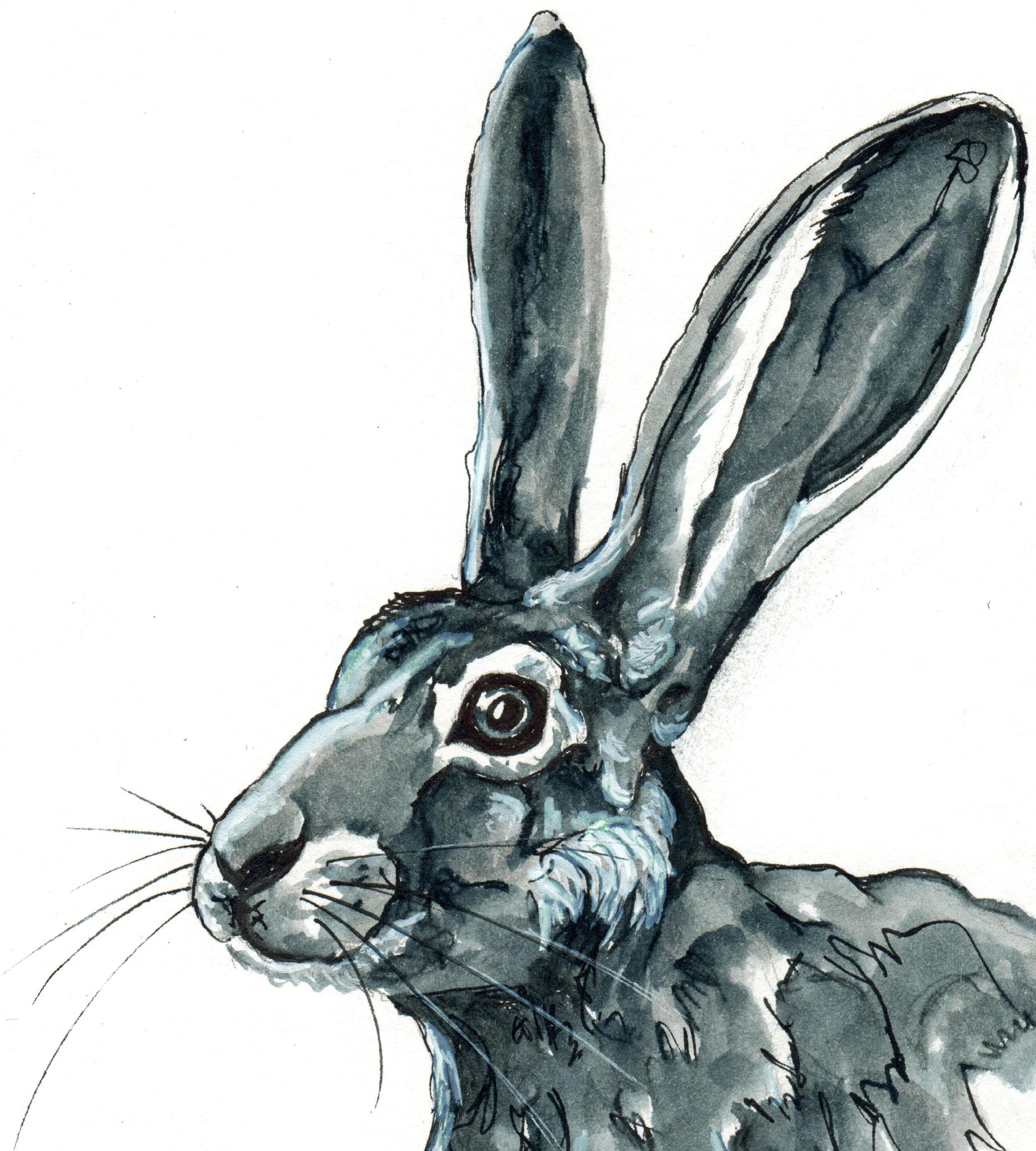 INKtober_2026_17_Hare_web_detail.jpg