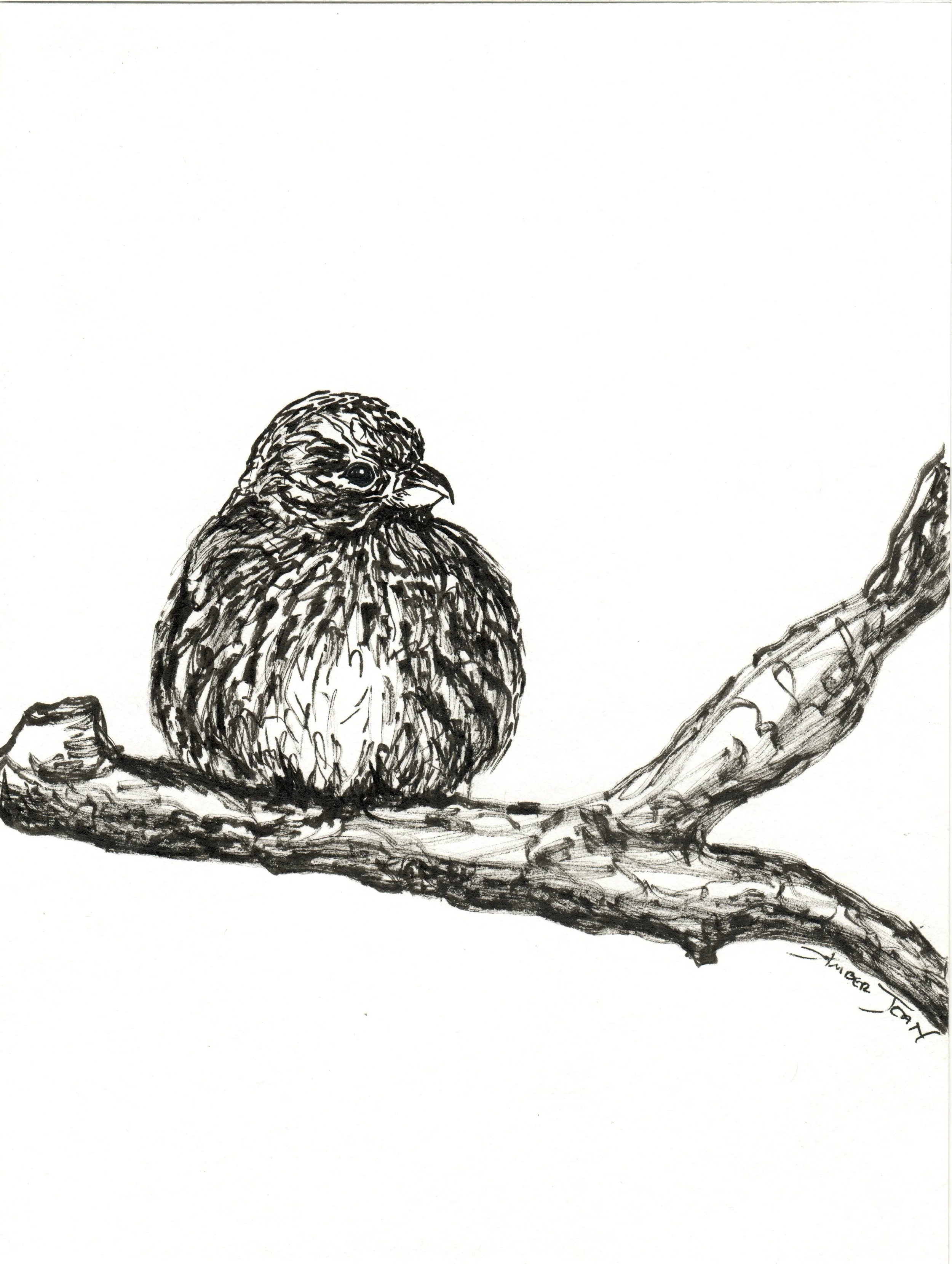 INKtober_2026_04_BirdFluffy_Master.jpg