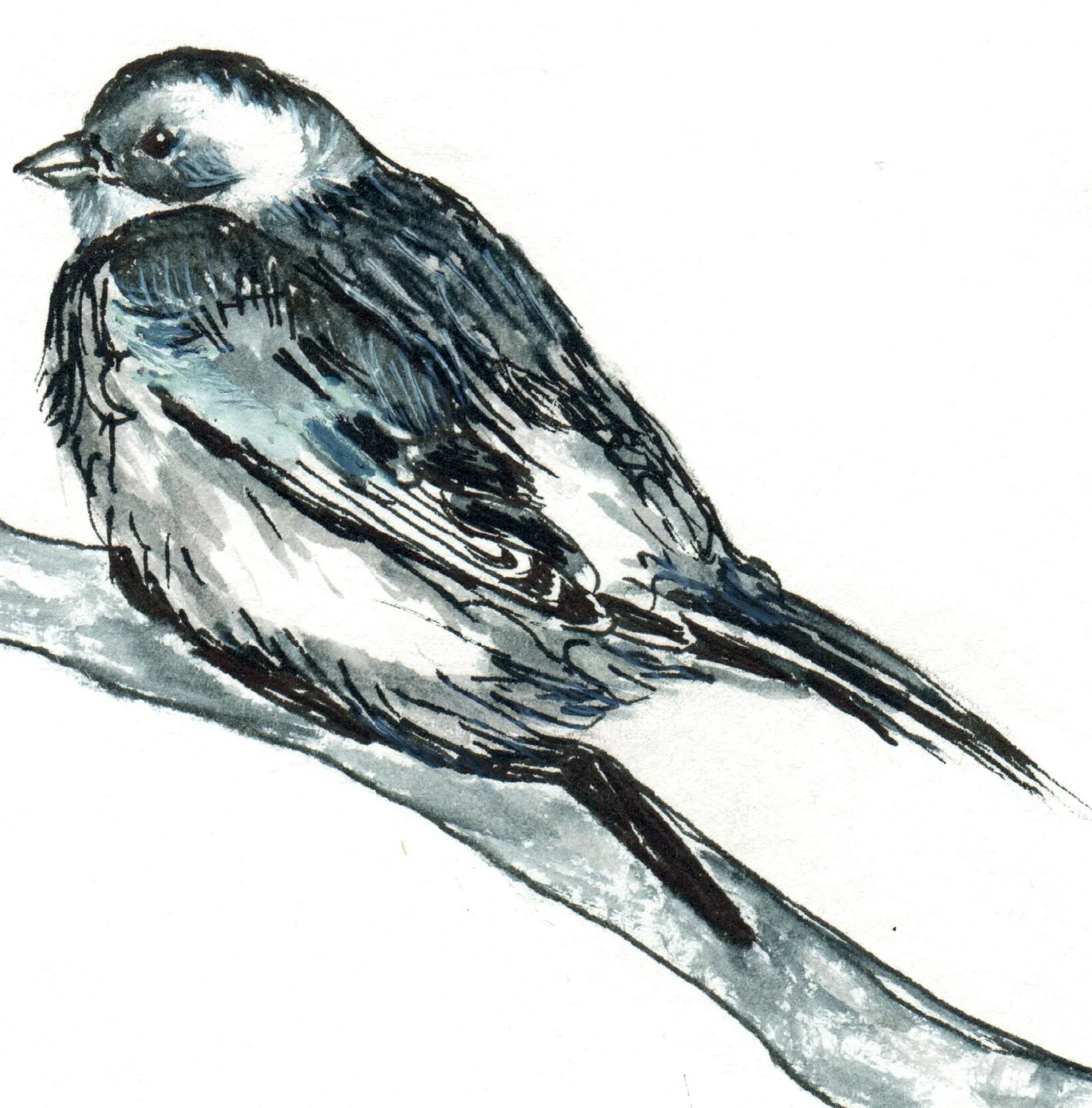 INKtober_2026_27_Bird_web_detail.jpg