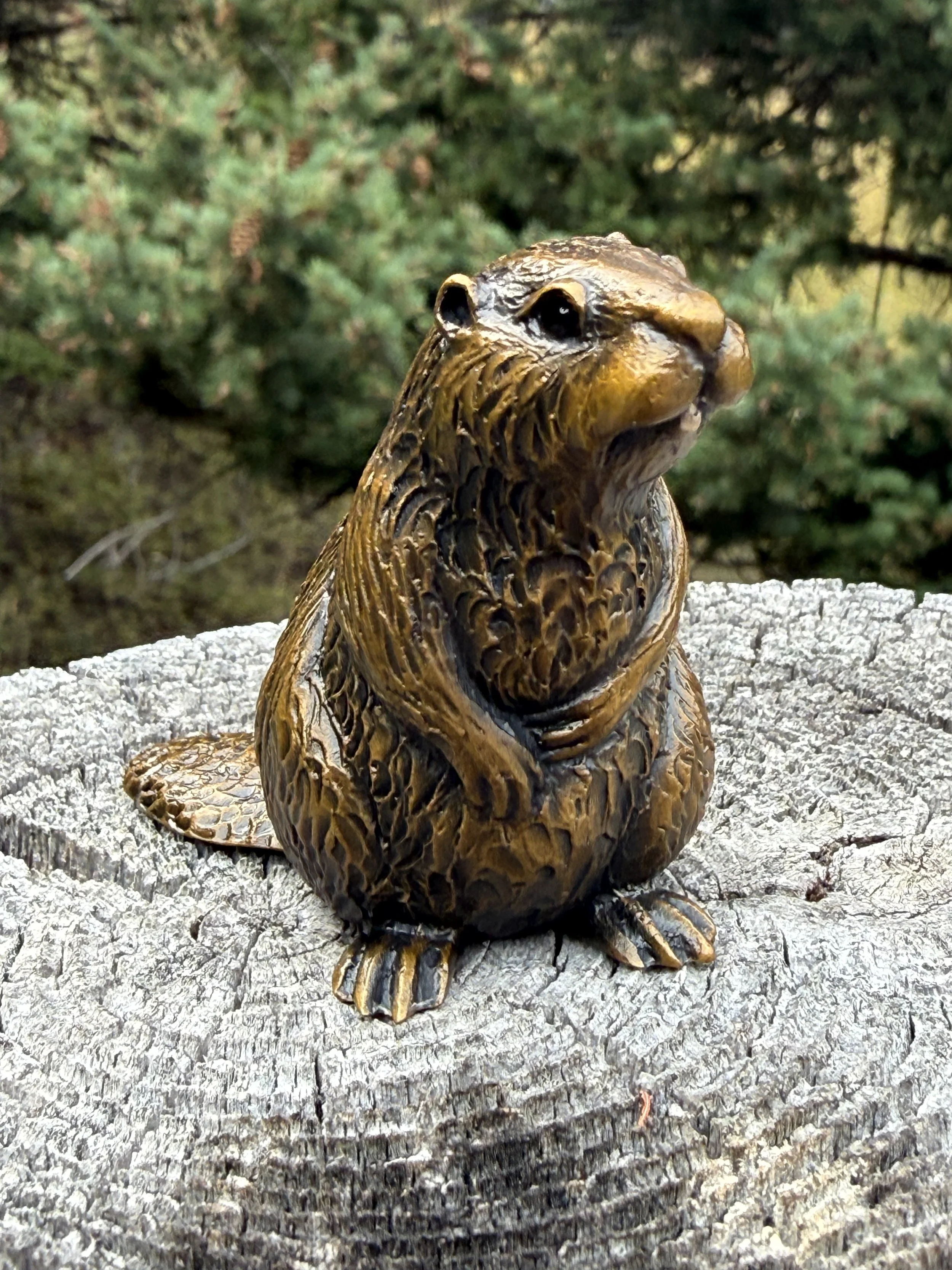 Beaver 2.JPG