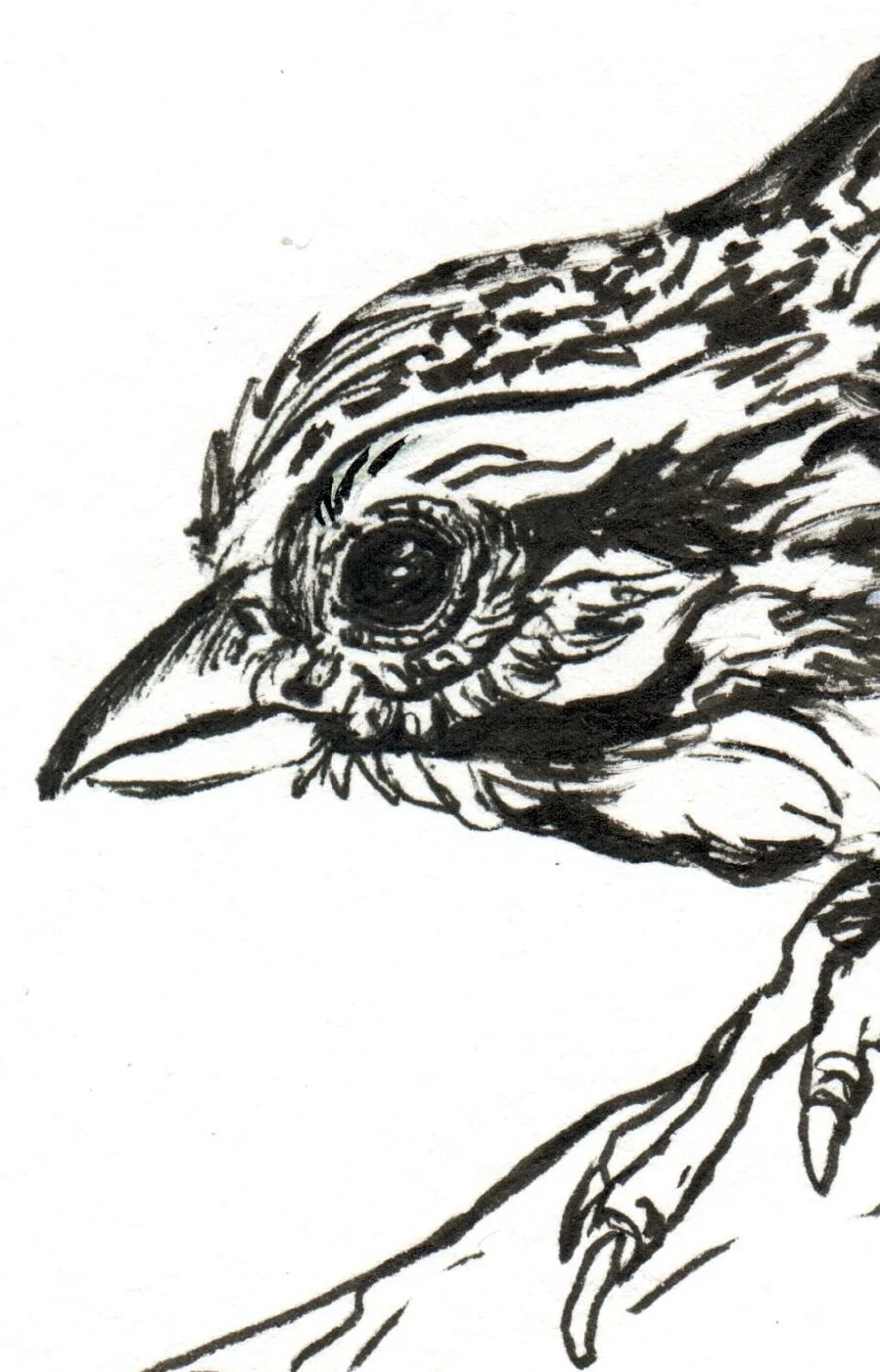 INKtober_2026_09_bird_detail.jpg