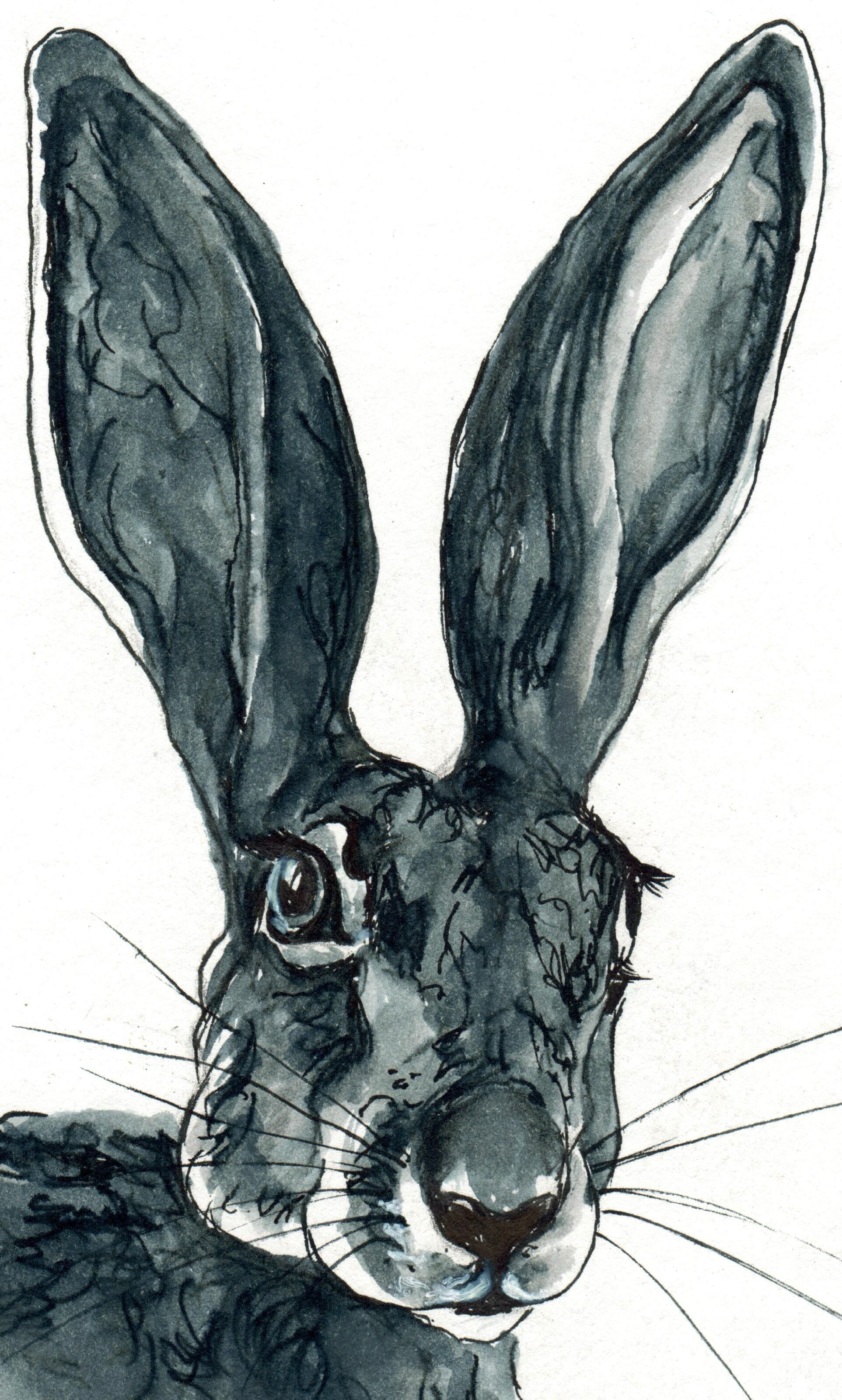 INKtober_2026_ 16_Hare_web_detail.jpg