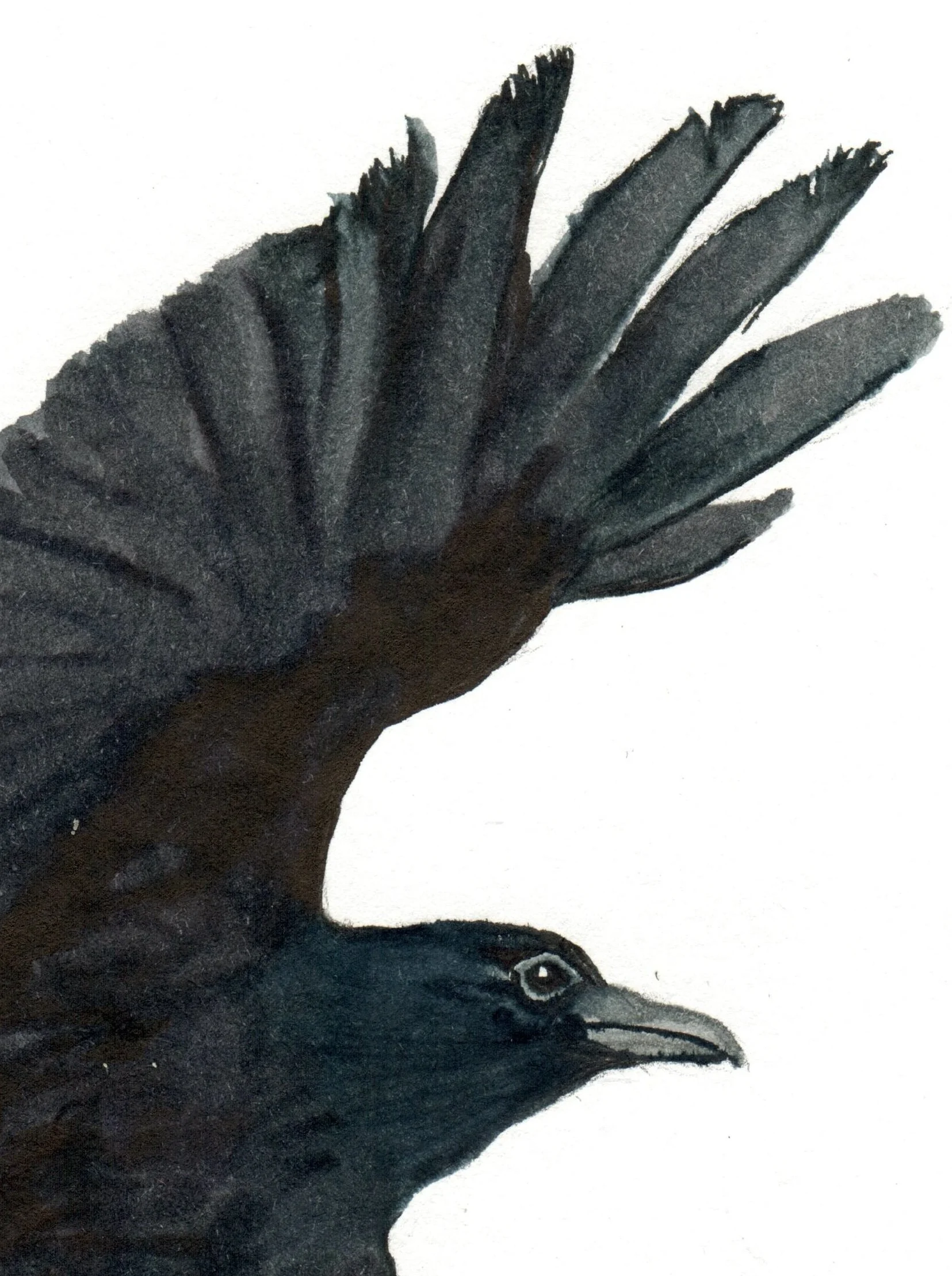 INKtober_2026_25_Crow_web_detail.jpg