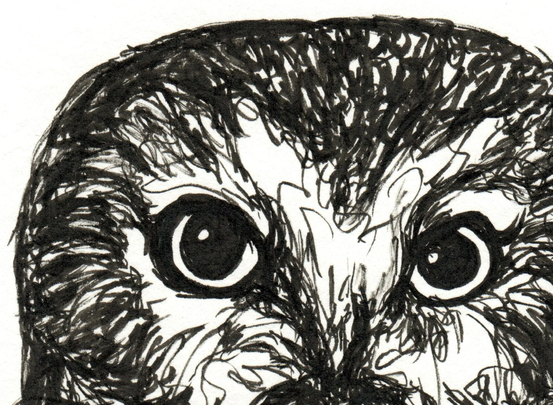 INKtober_2026_01_Owl_detail1.jpg