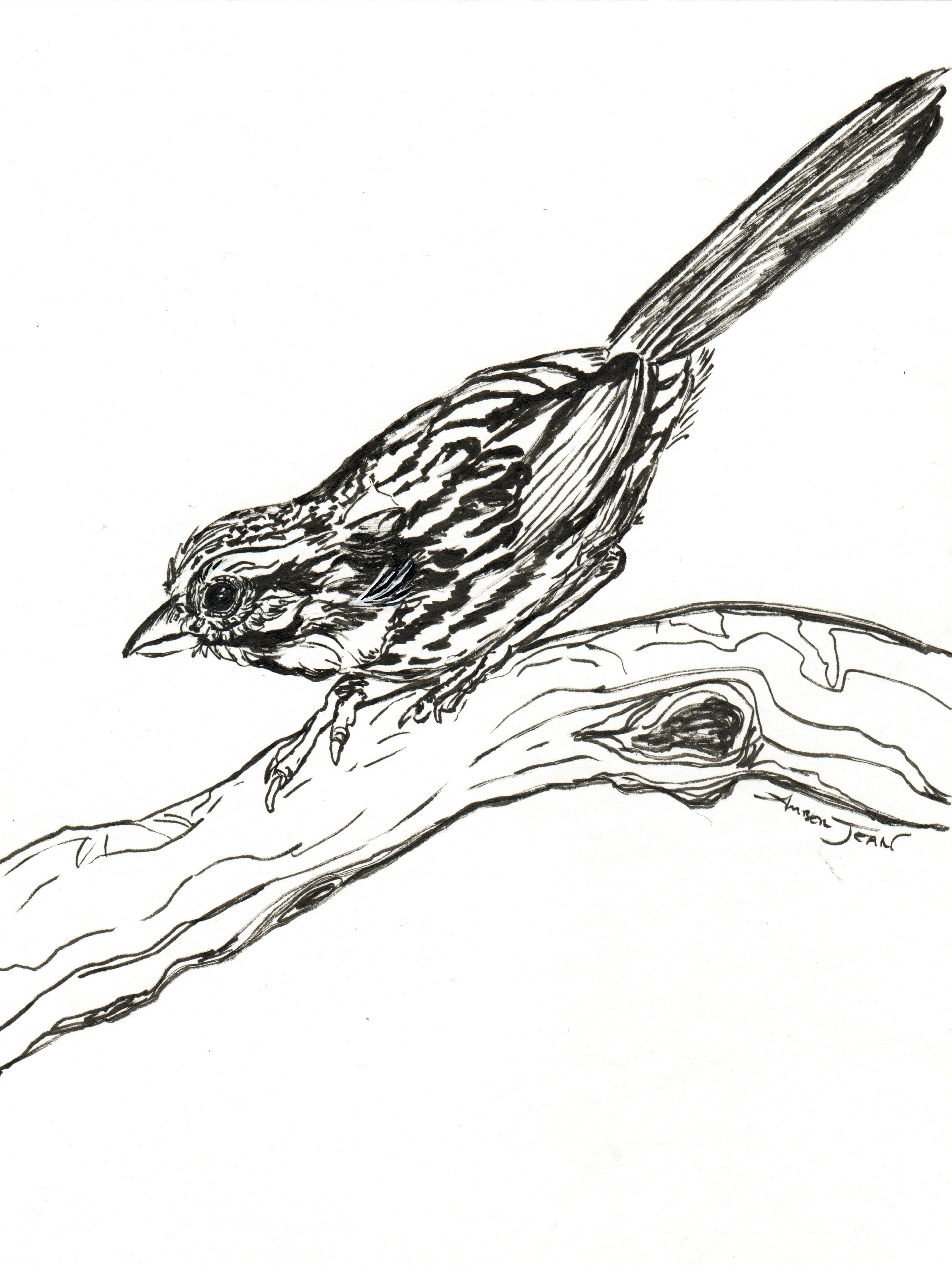 INKtober_2026_09_Bird_web.jpg