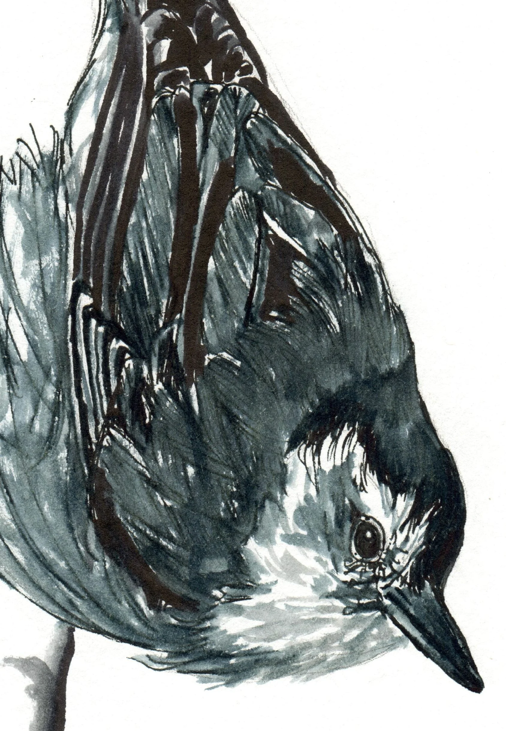 INKtober_23_Nuthatch_web_detail.jpg