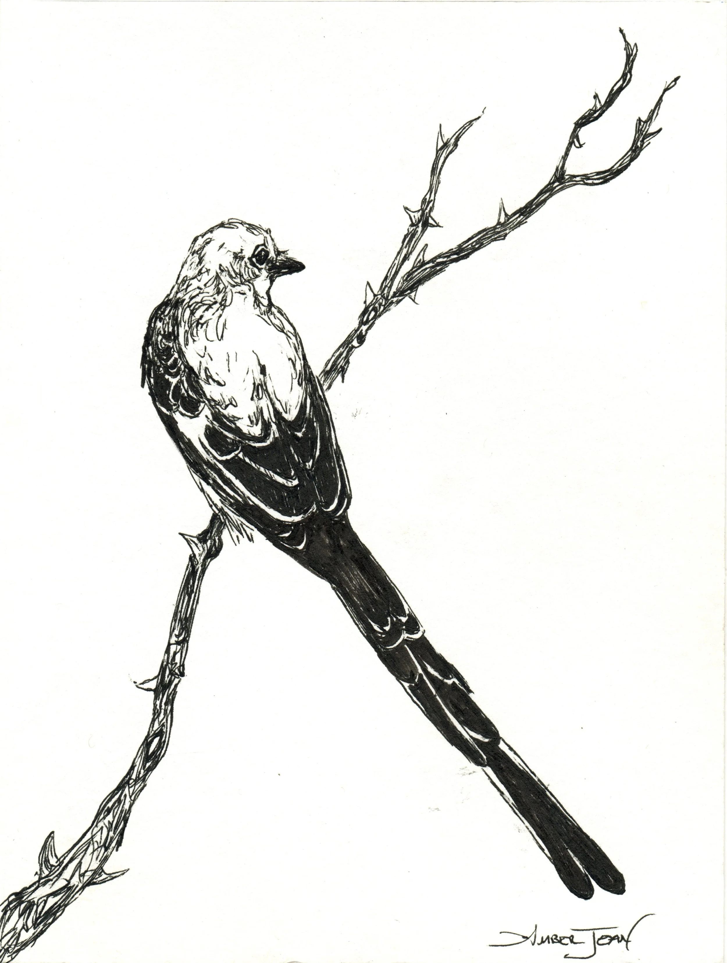 INKtober_2026_02_BirdLongTail_web.jpg