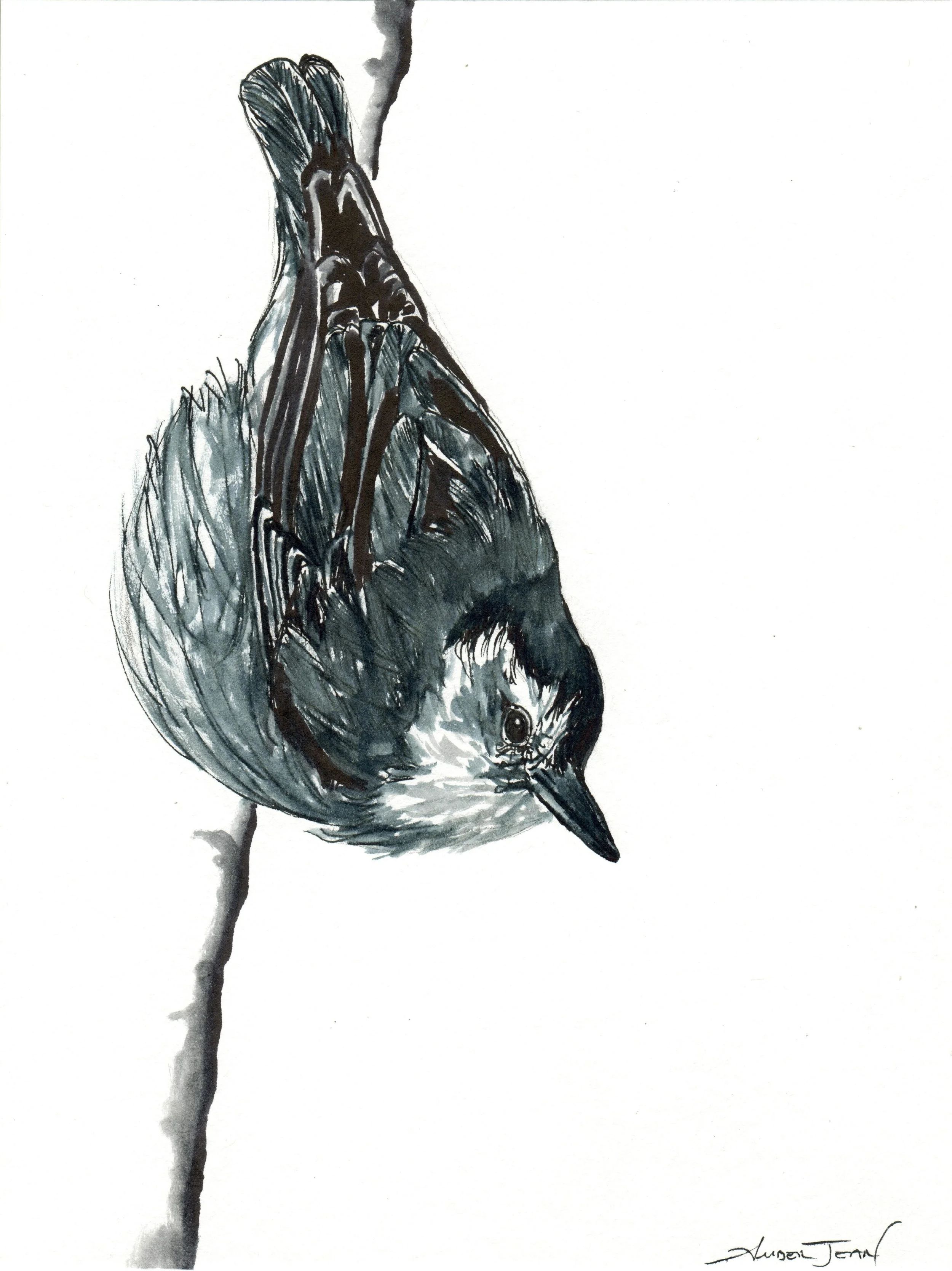 INKtober_2026_23_Nuthatch_web.jpg