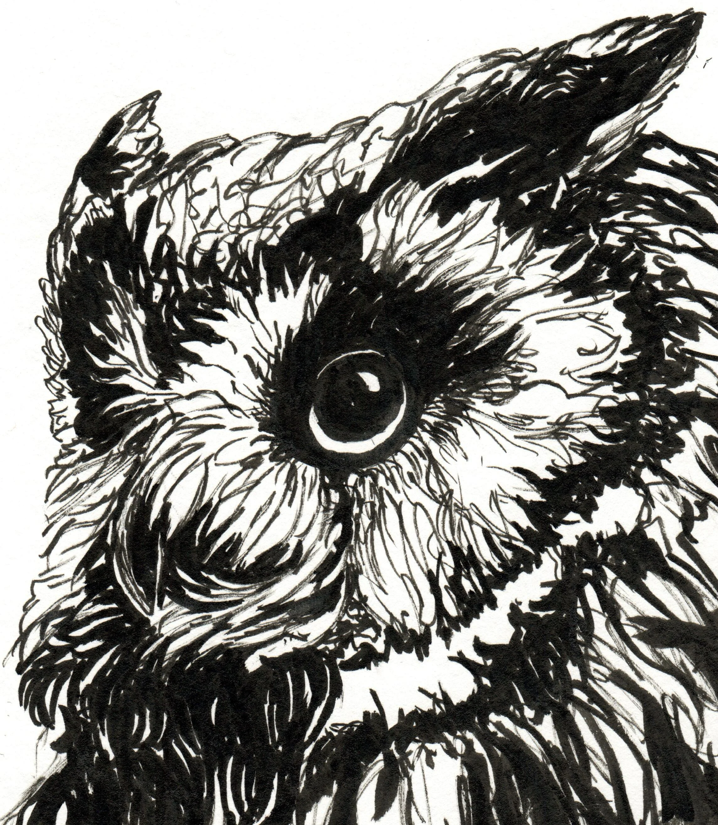 INKtober_2026_7_owl2_detail.jpg