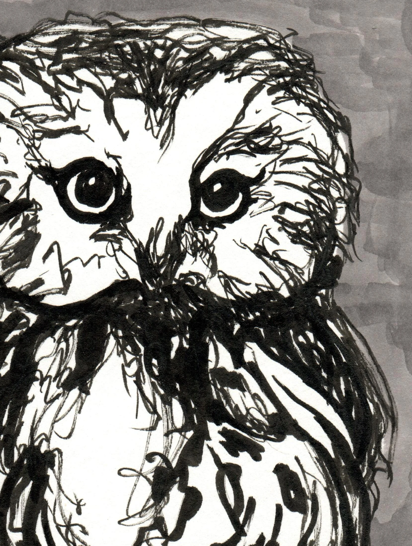 INKtober_2026_14_Owl3_web_detail.jpg