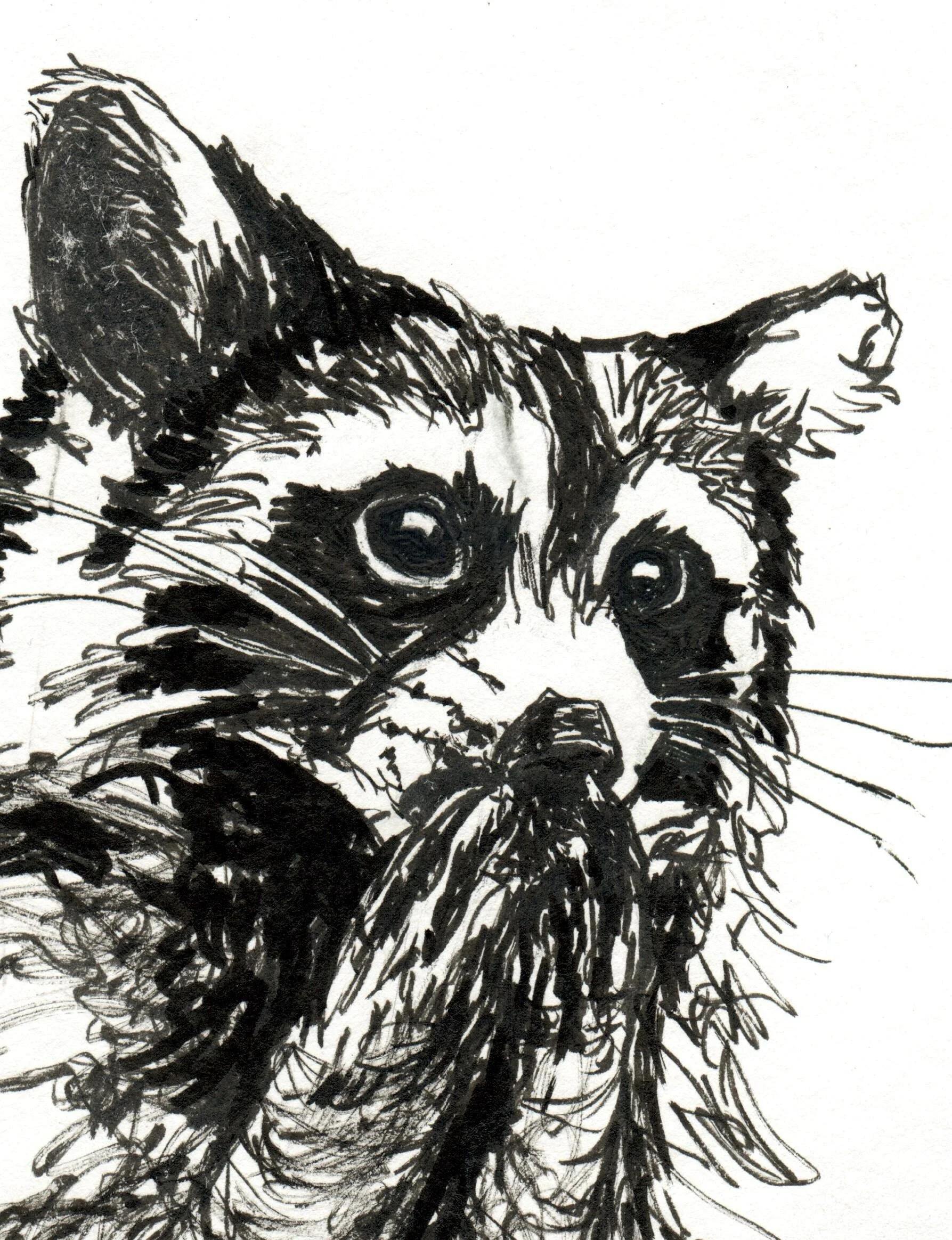 INKtober_2026_06_Raccoon detail.jpg