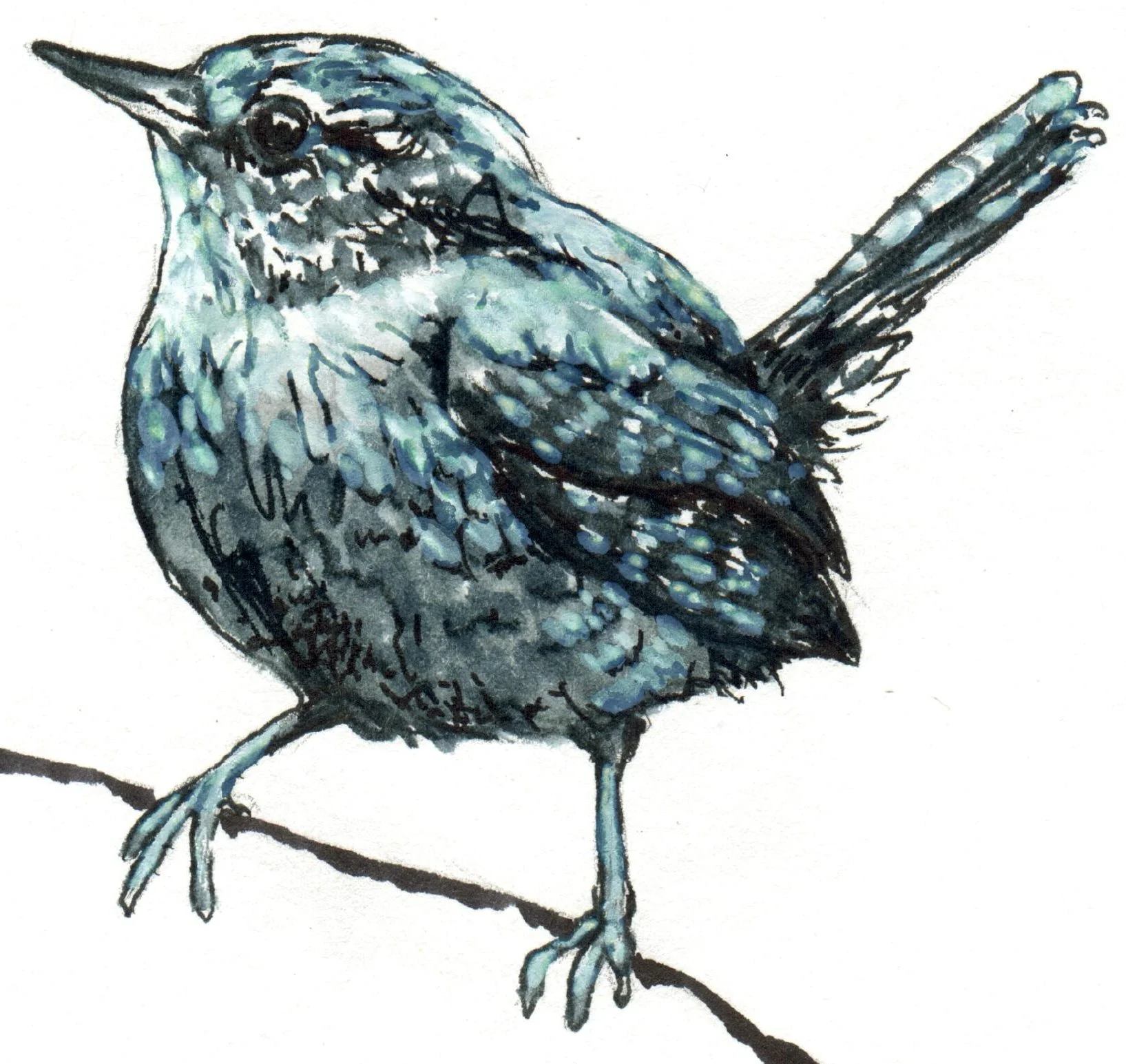 INKtober_2026_22_wren_web_detail.jpg