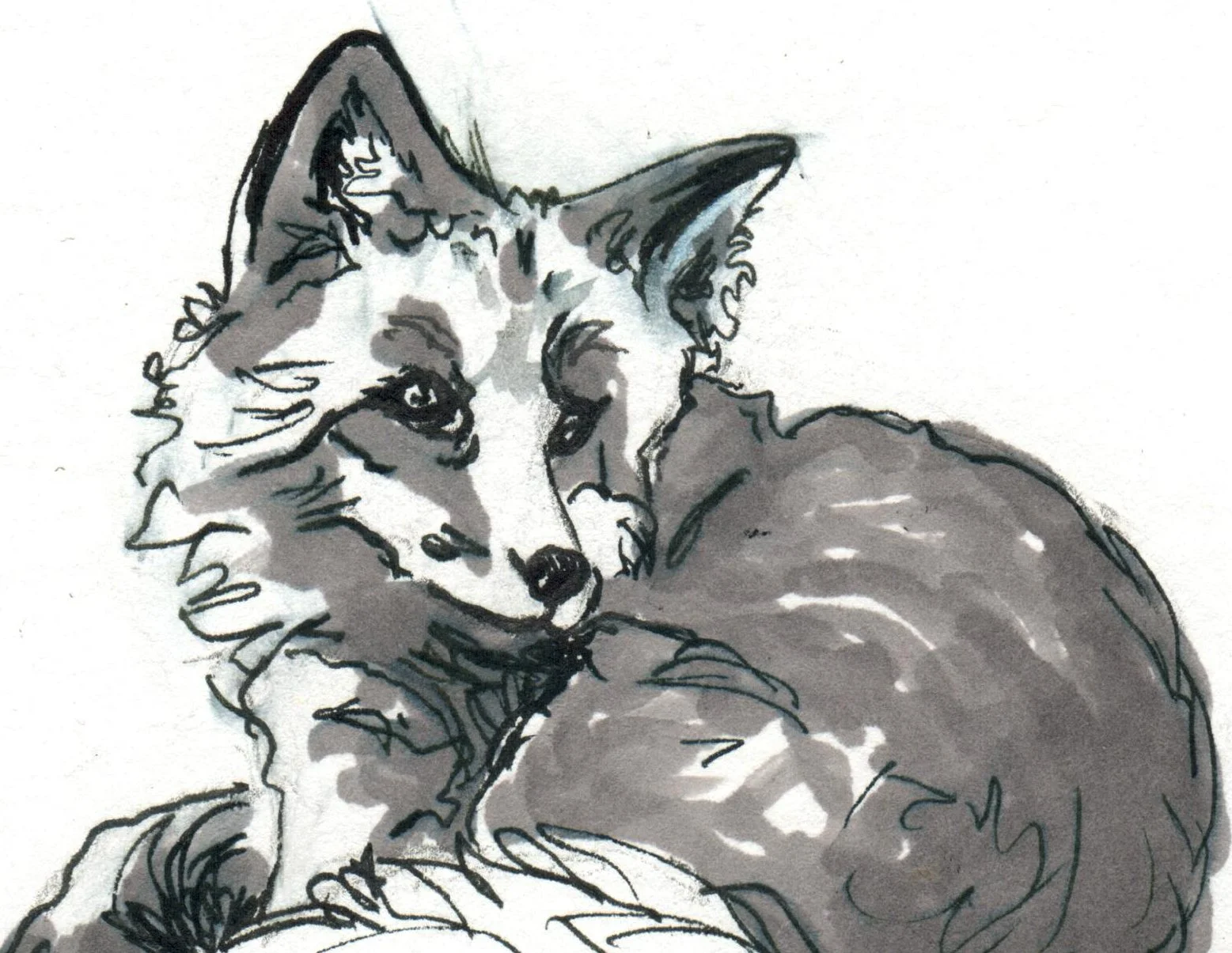 INKtober_2026_13_Fox3_web_detail.jpg