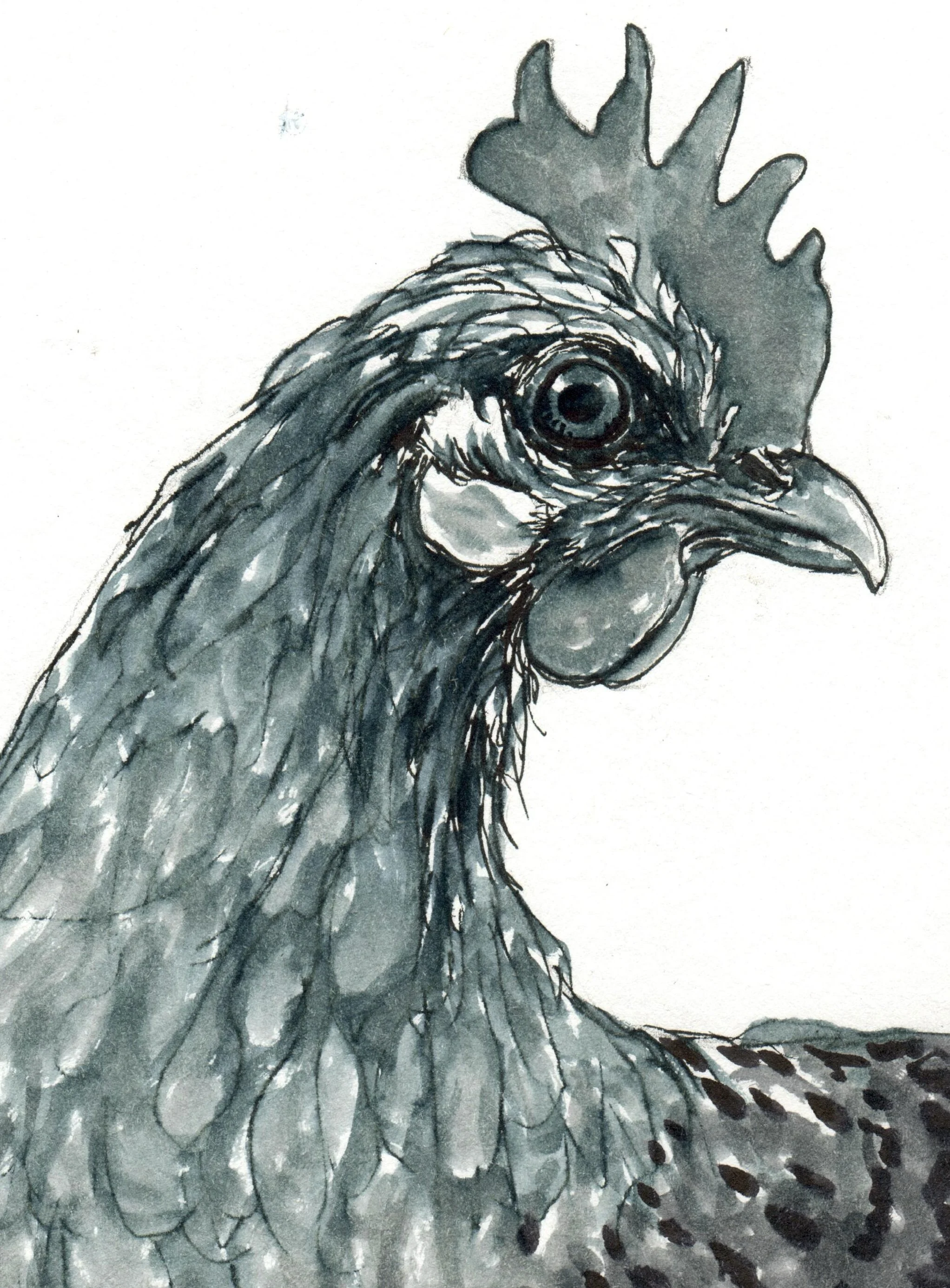 INKtober_20262_19_chicken_web_detail.jpg