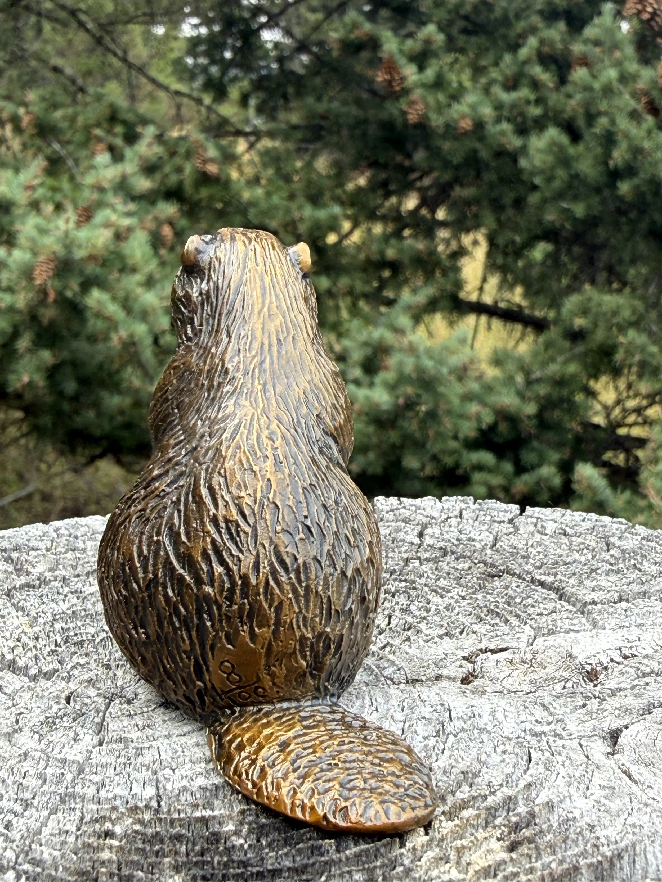 Beaver 5.JPG