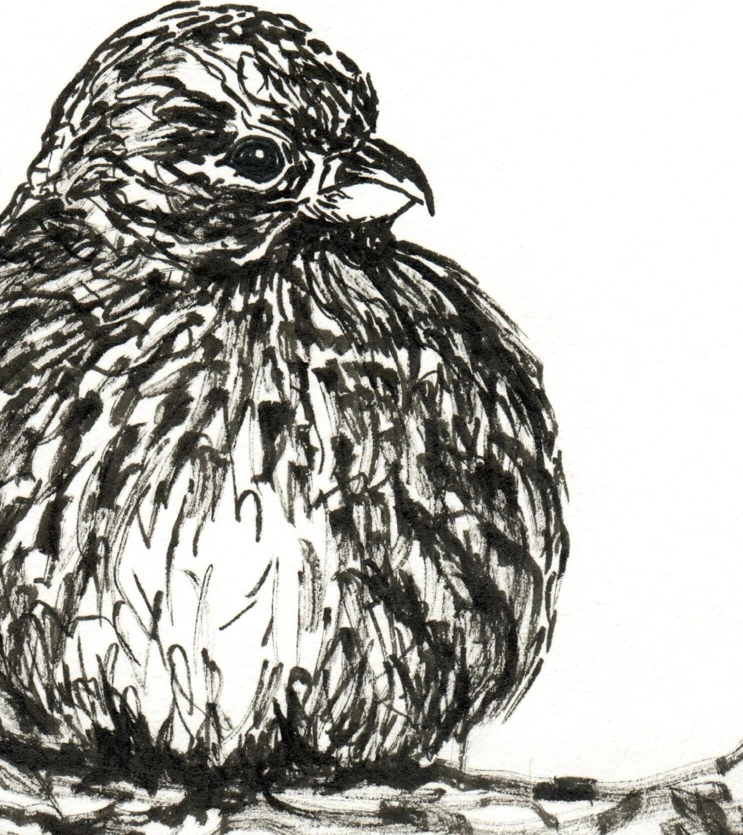 INKtober_2026_04_BirdFluffy_detail.jpg