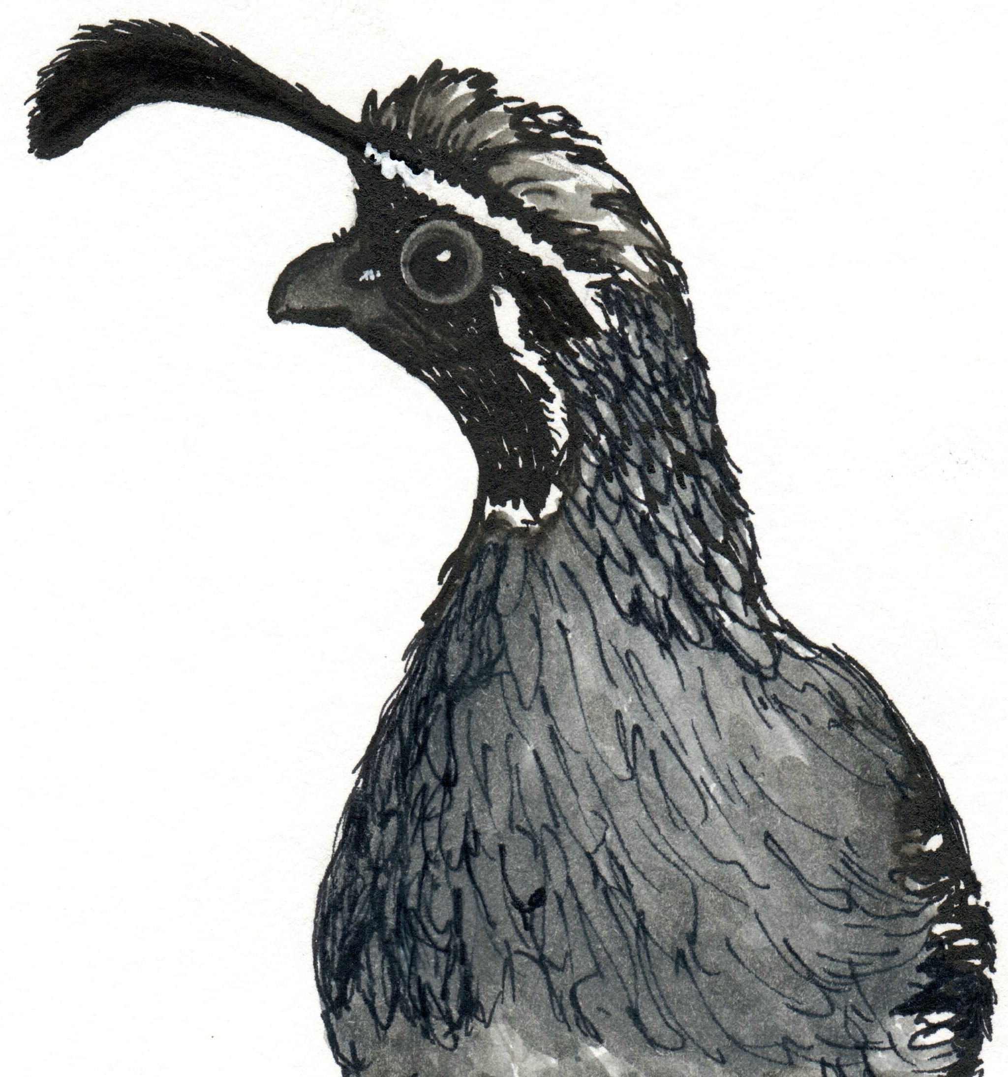 INKtober_2026_14_GoofyBird_web_detail.jpg
