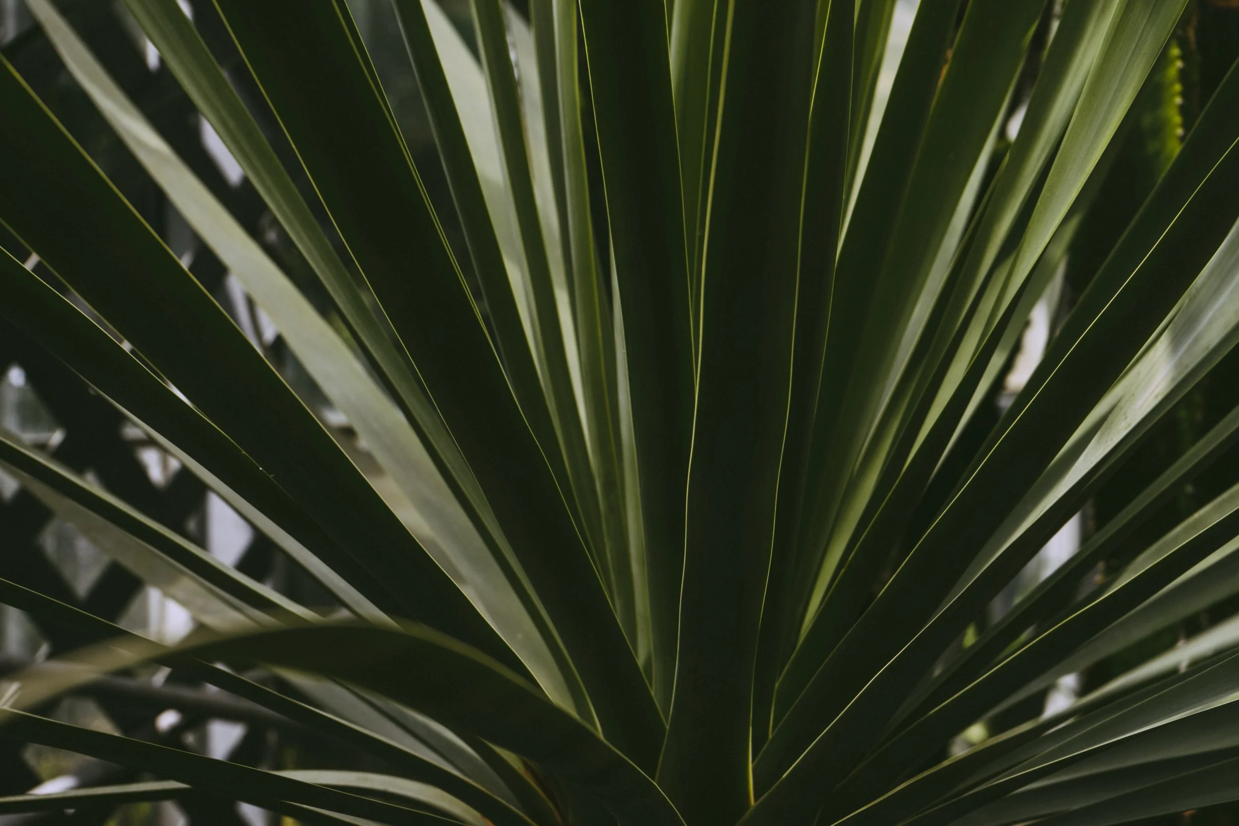 botanical-bright-cactus-175245.jpg