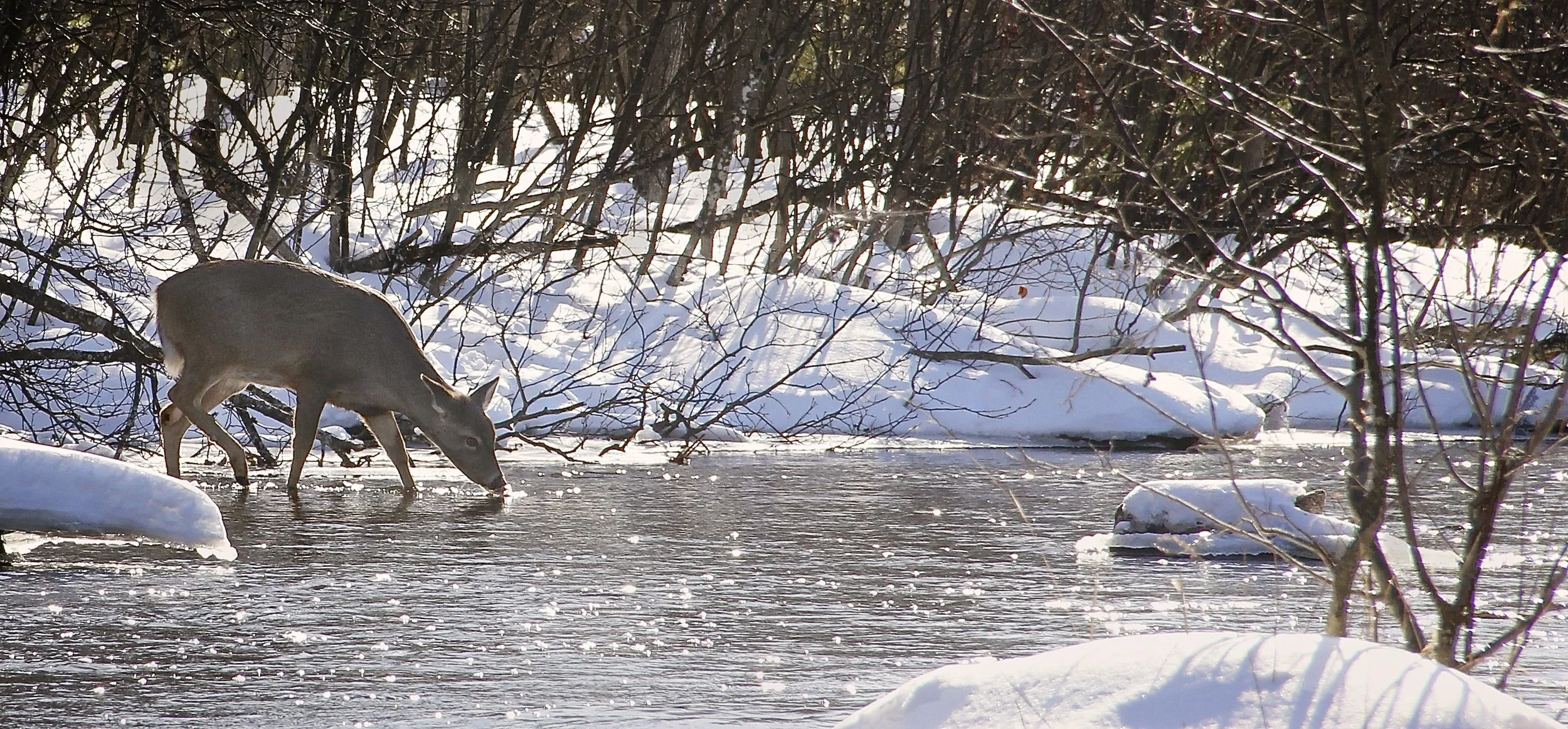 au-sable-deer.jpg