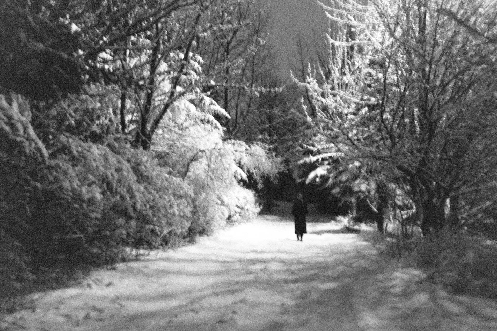 A person walking in a snow-covered park or forest at night, with trees coated in snow and illuminated by soft light.