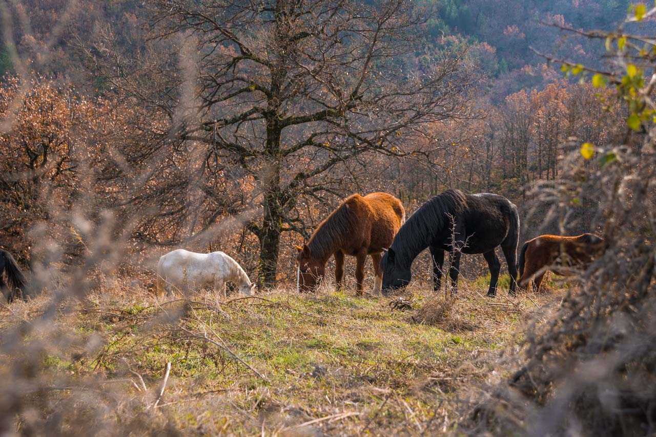 Wild horses feeding on grass