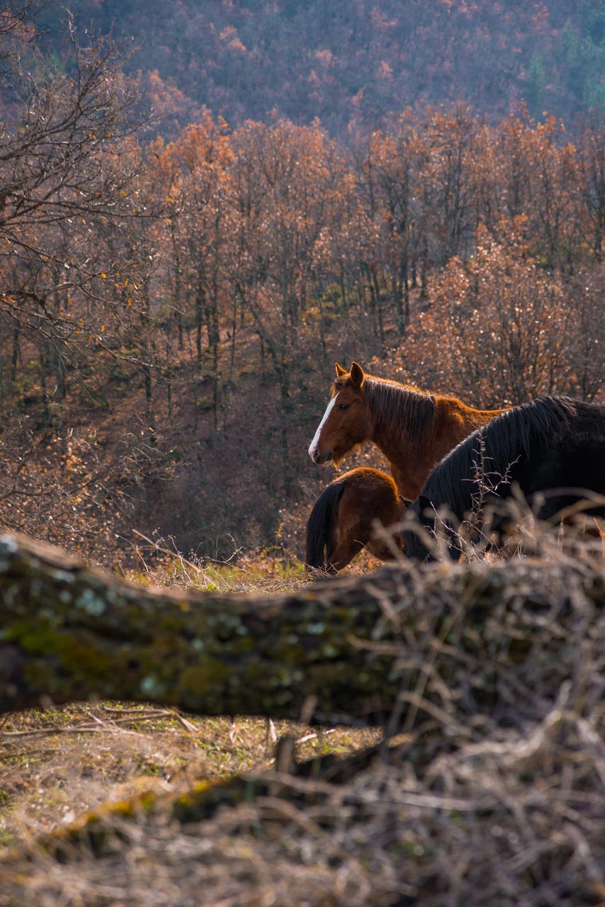 Photographs of wild horses