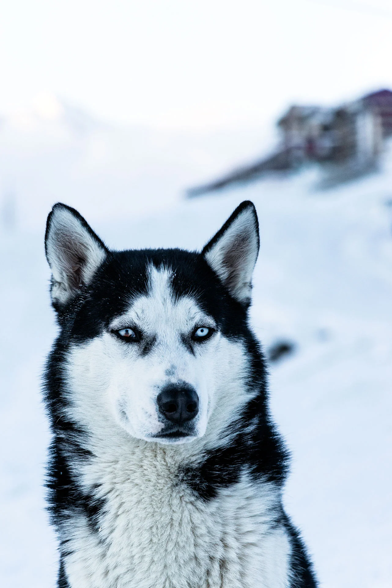 Siberian husky
