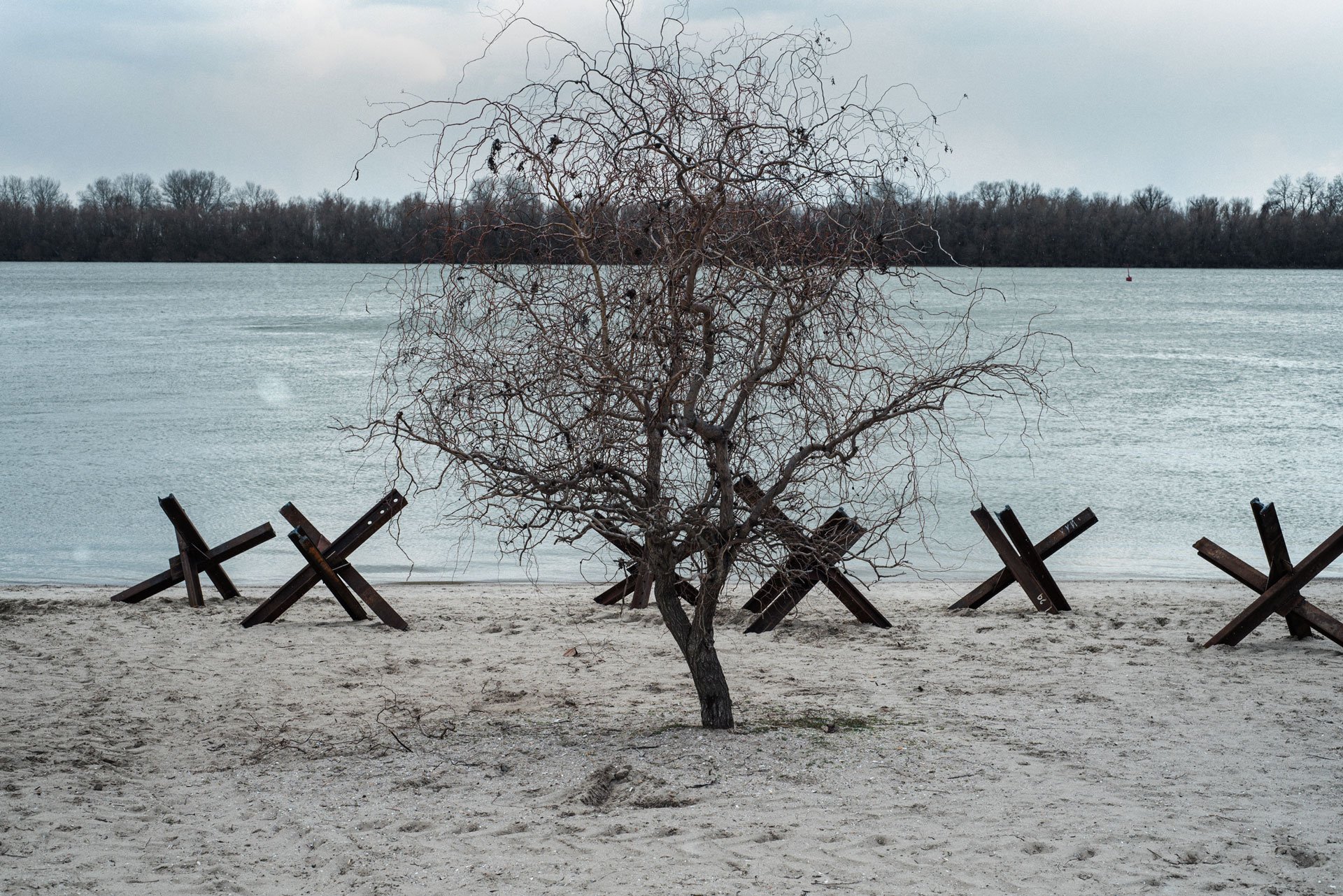 A tree stands amongst anti-tank obstacles at a beach on Izmail, Ukraine.