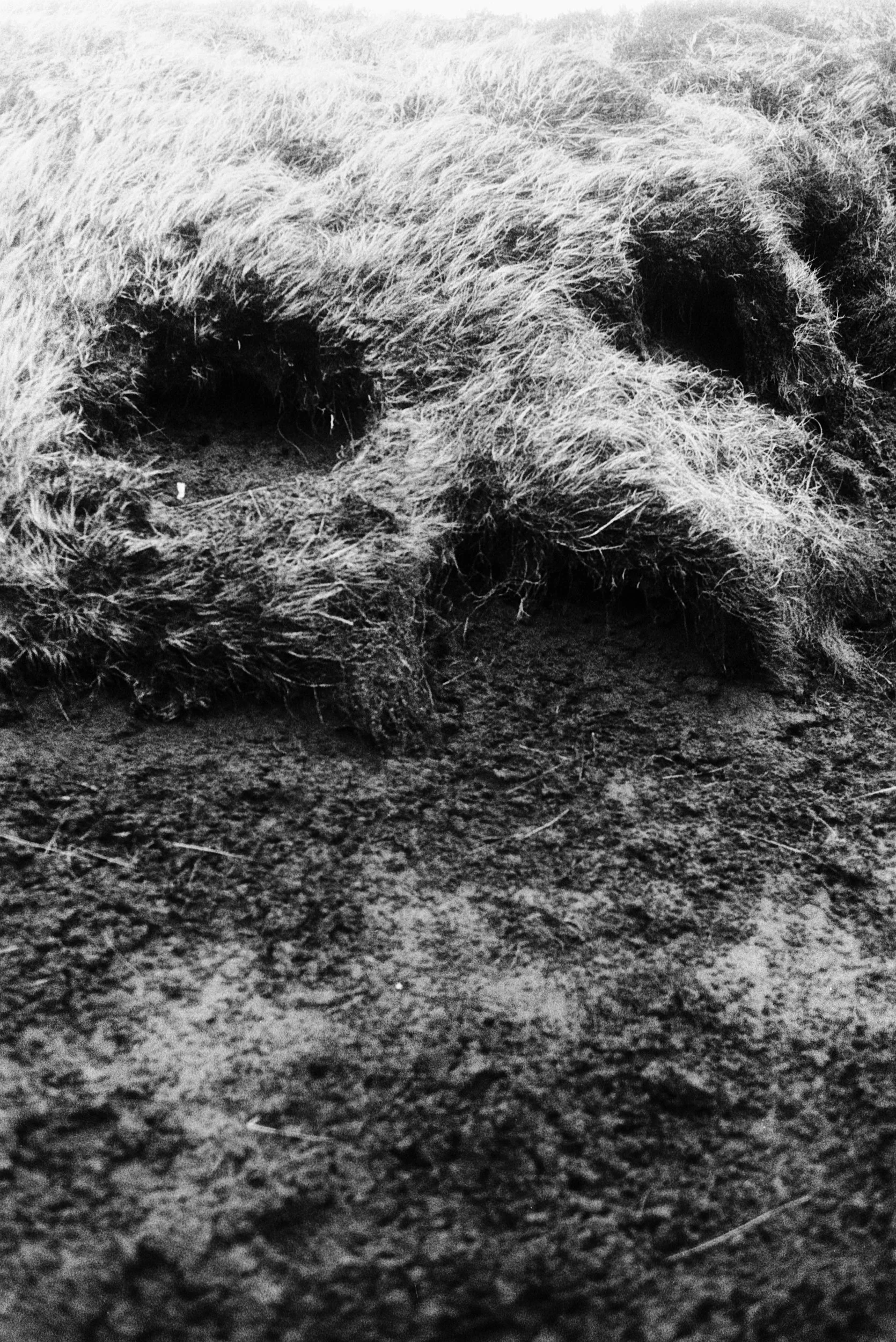 Close-up black and white photograph of a patch of moss in the dirt or sand.