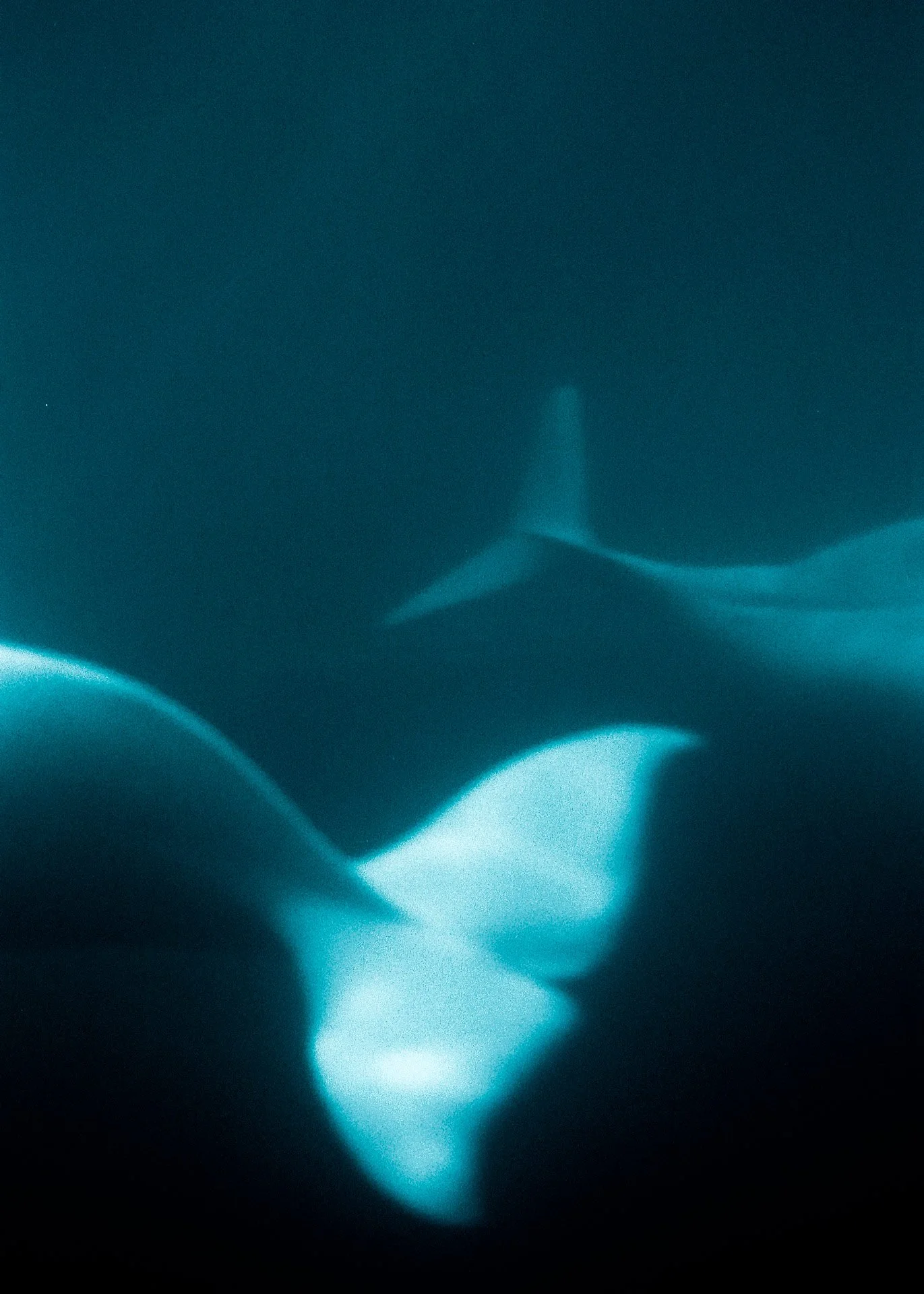 Blue abstract background with the tales of two beluga whales glowing softly on the foreground.