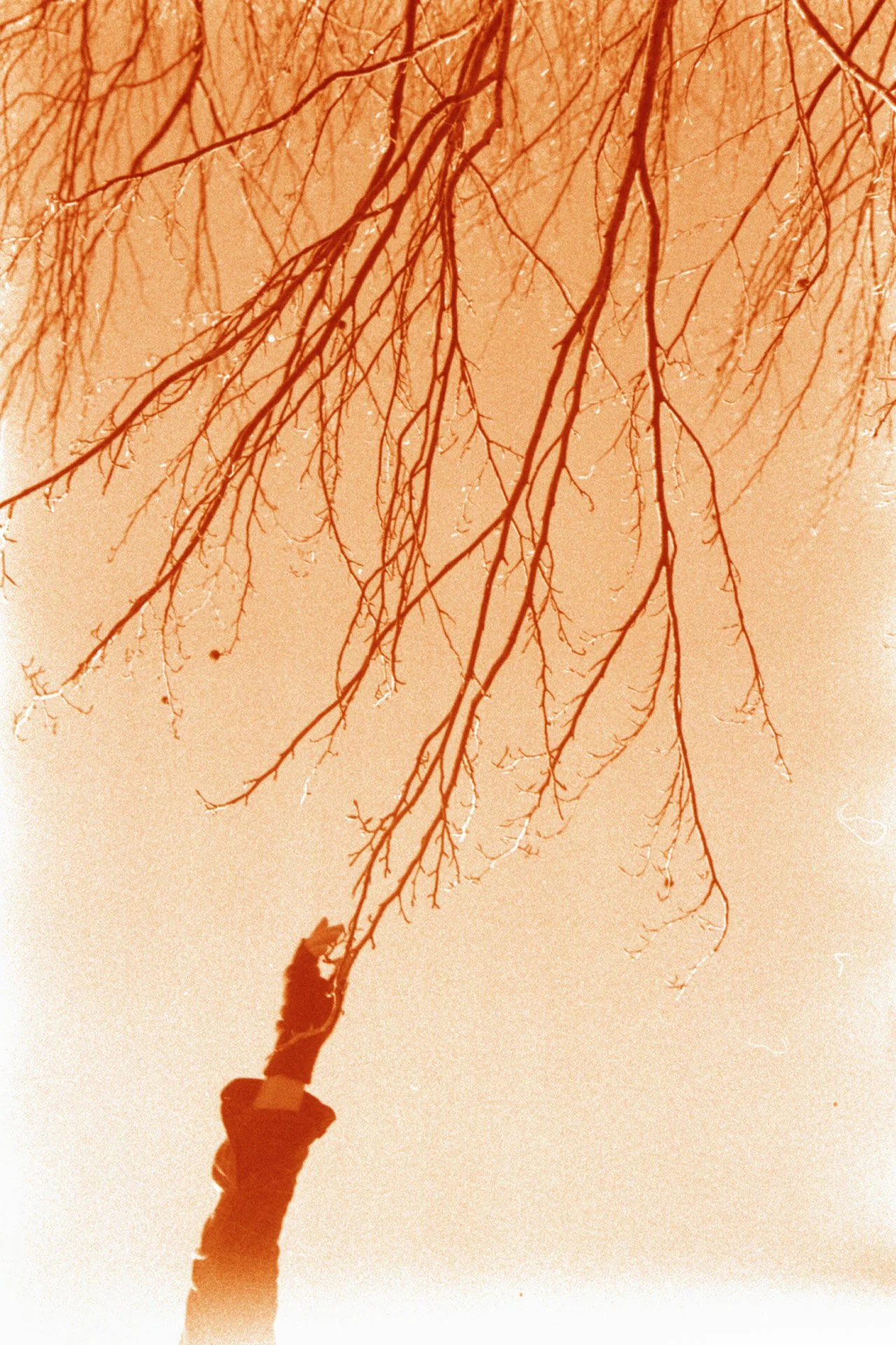 A person wearing a jacket and a hat reaching up to touch bare tree branches against a beige sky.