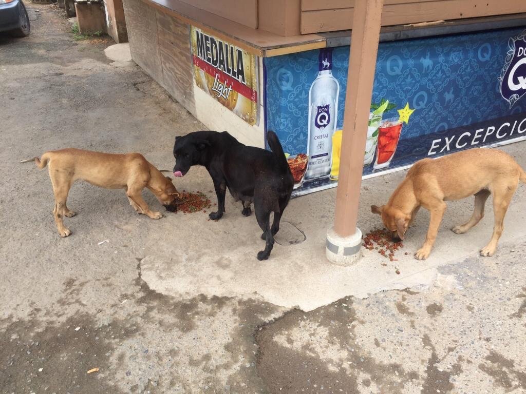 Some of our outreach includes feeding stray and starving animals on the street.