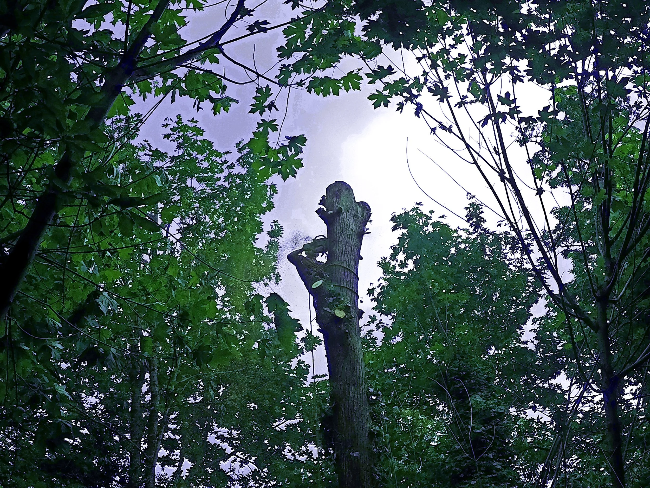 Vista Pruning 