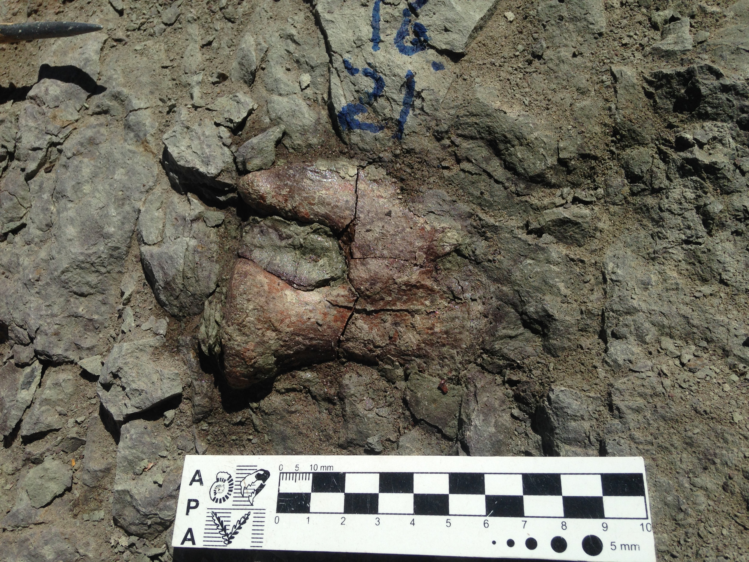 Dinosaur tail vertebra discovered during Wyoming fieldwork