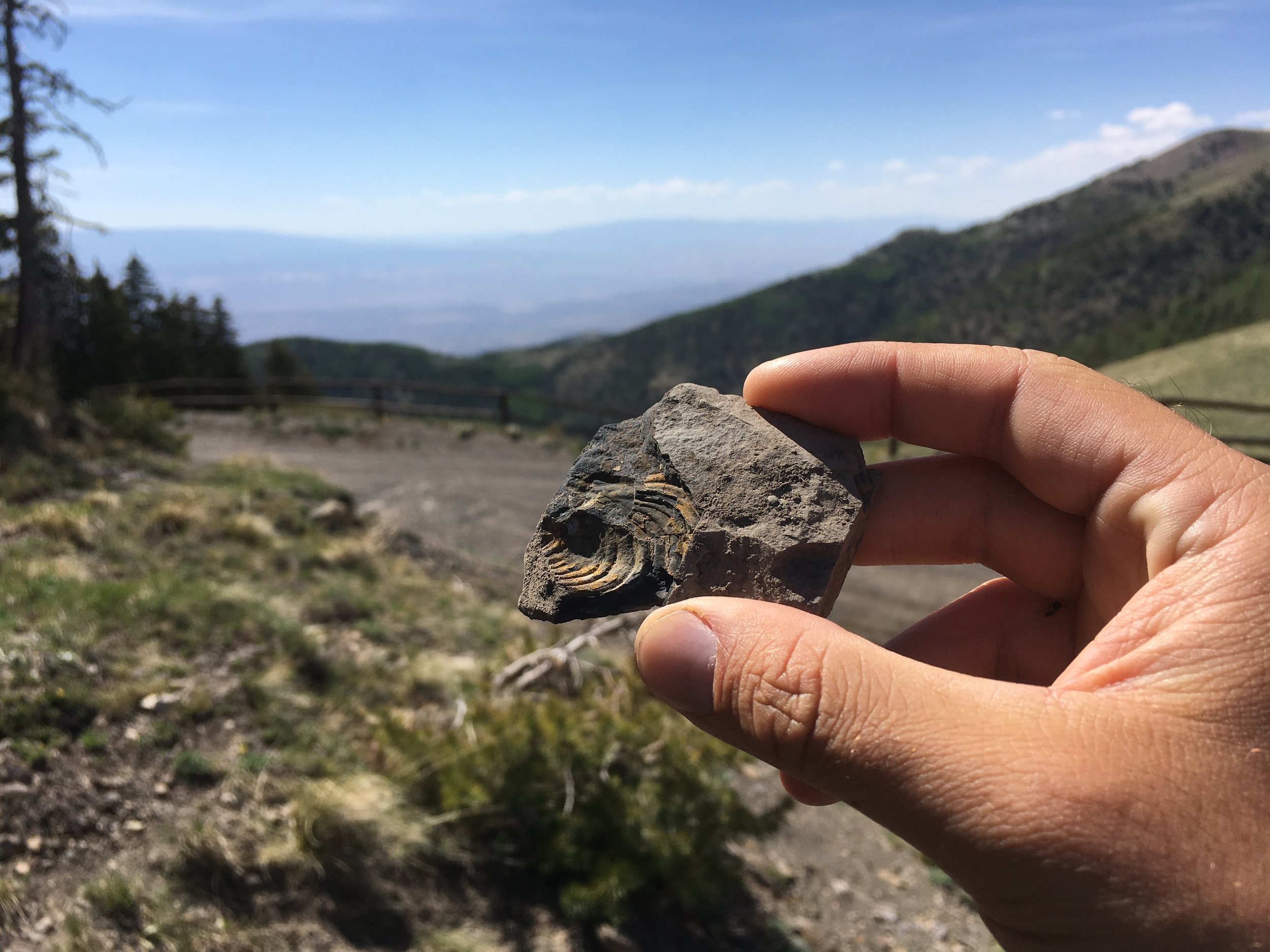 a marine fossil at the top of a mountain in Utah