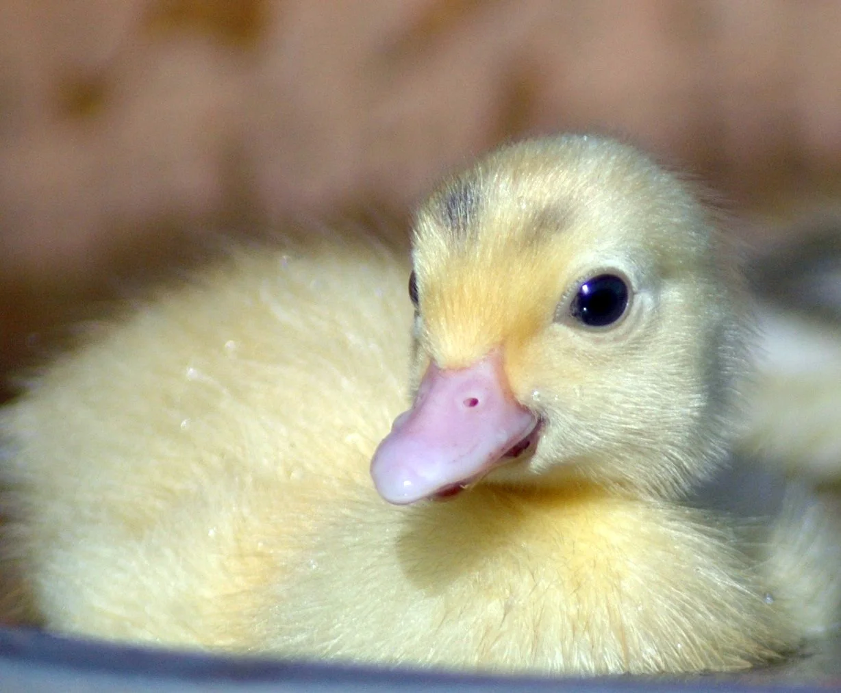 Vegan News for November 2018