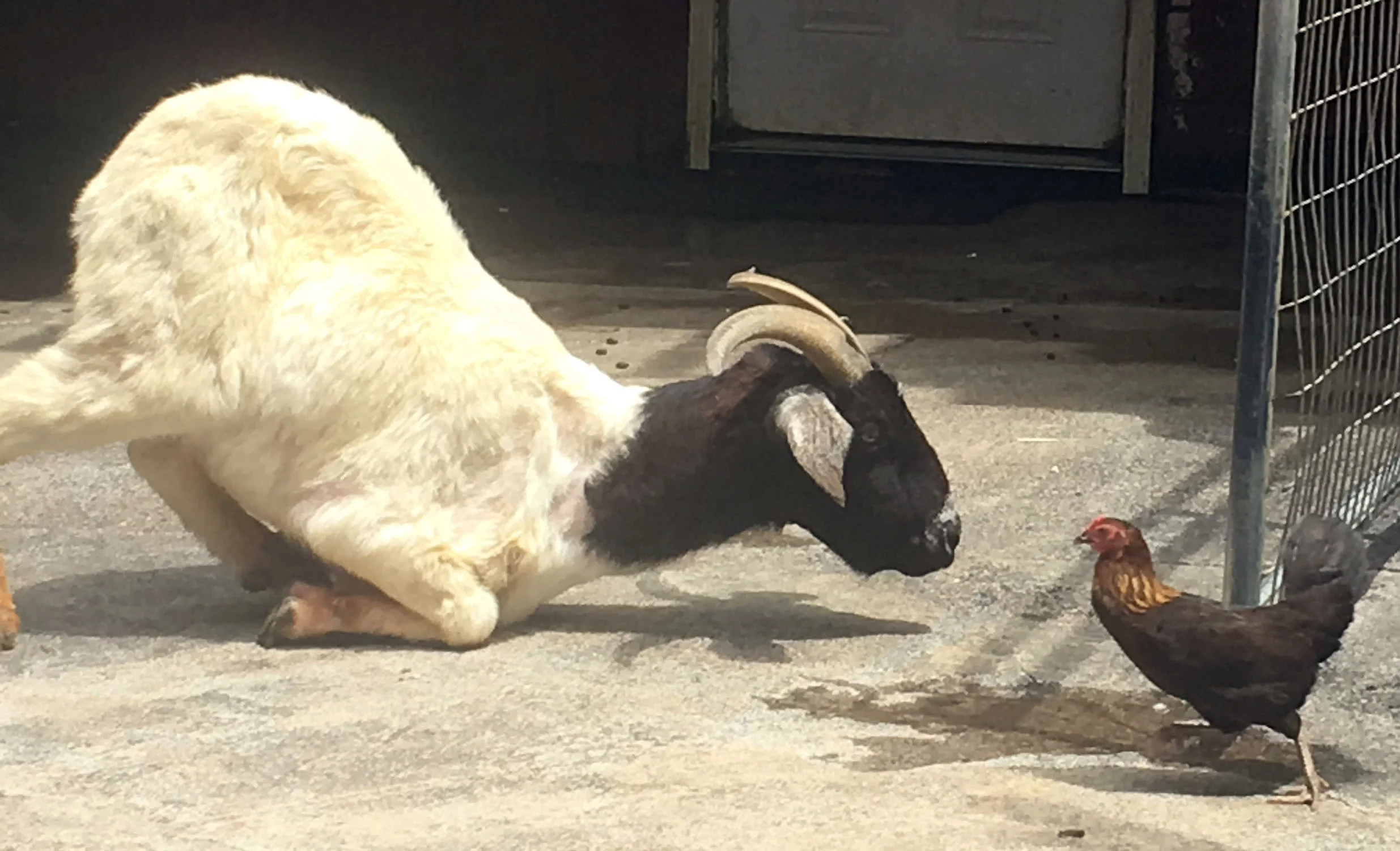 Vegan News for December 2018