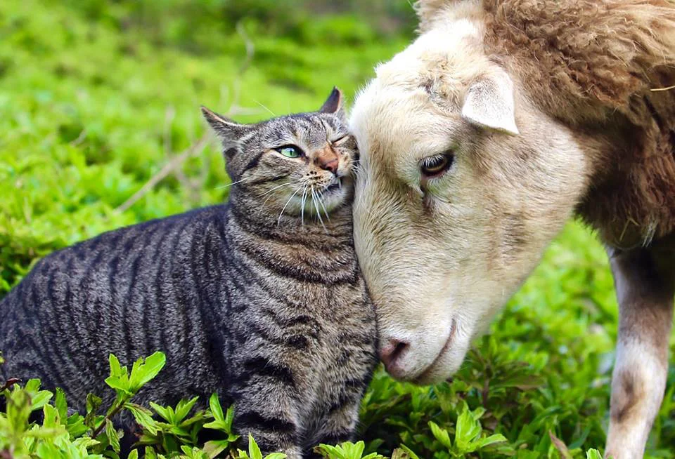Interspecies Friendship. Photo courtesy of Laurelee Blanchard, Founder, Leilani Farm Sanctuary.
