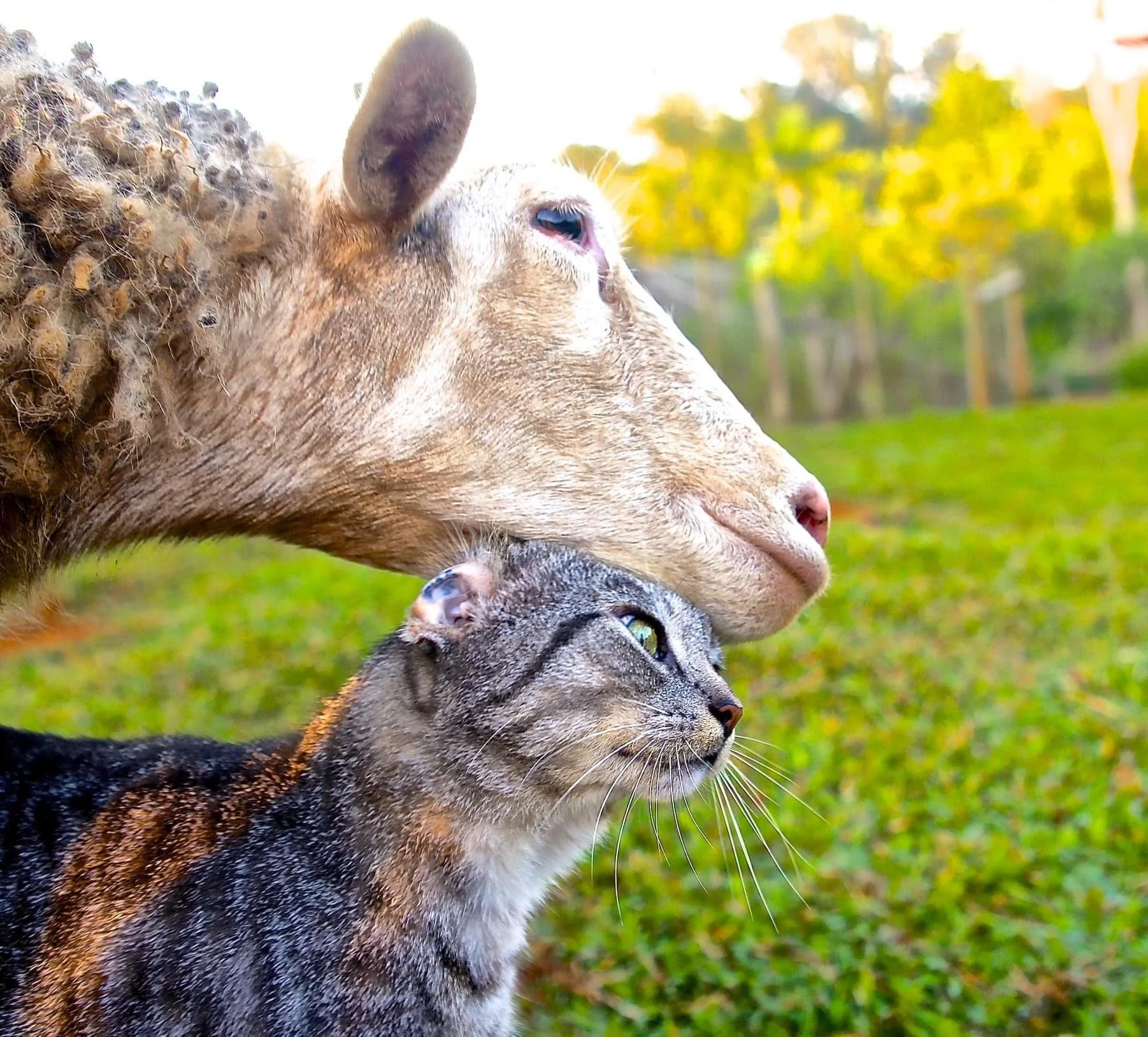 Vegan News for April 2020