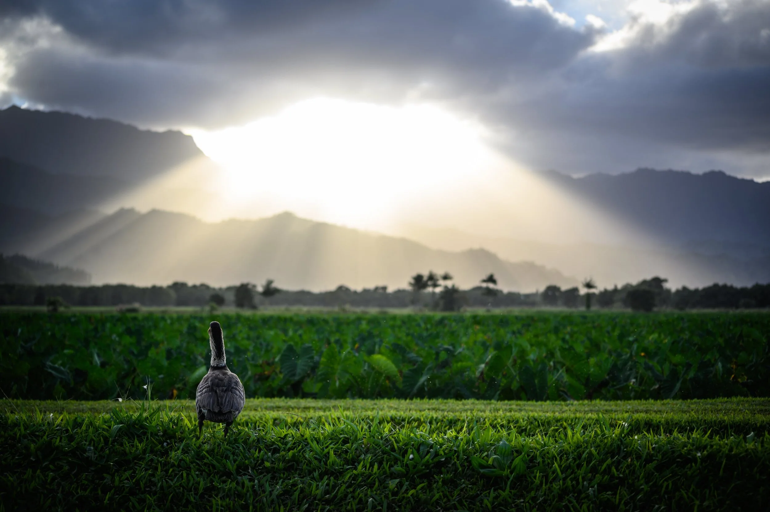 Vegan News for April 2021