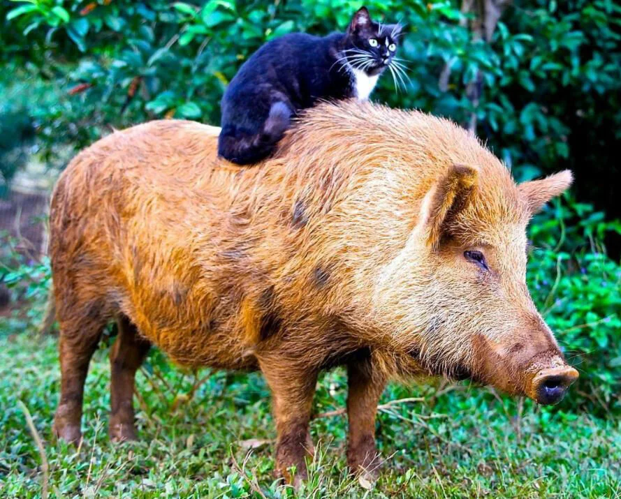 Vegan News for May 2021