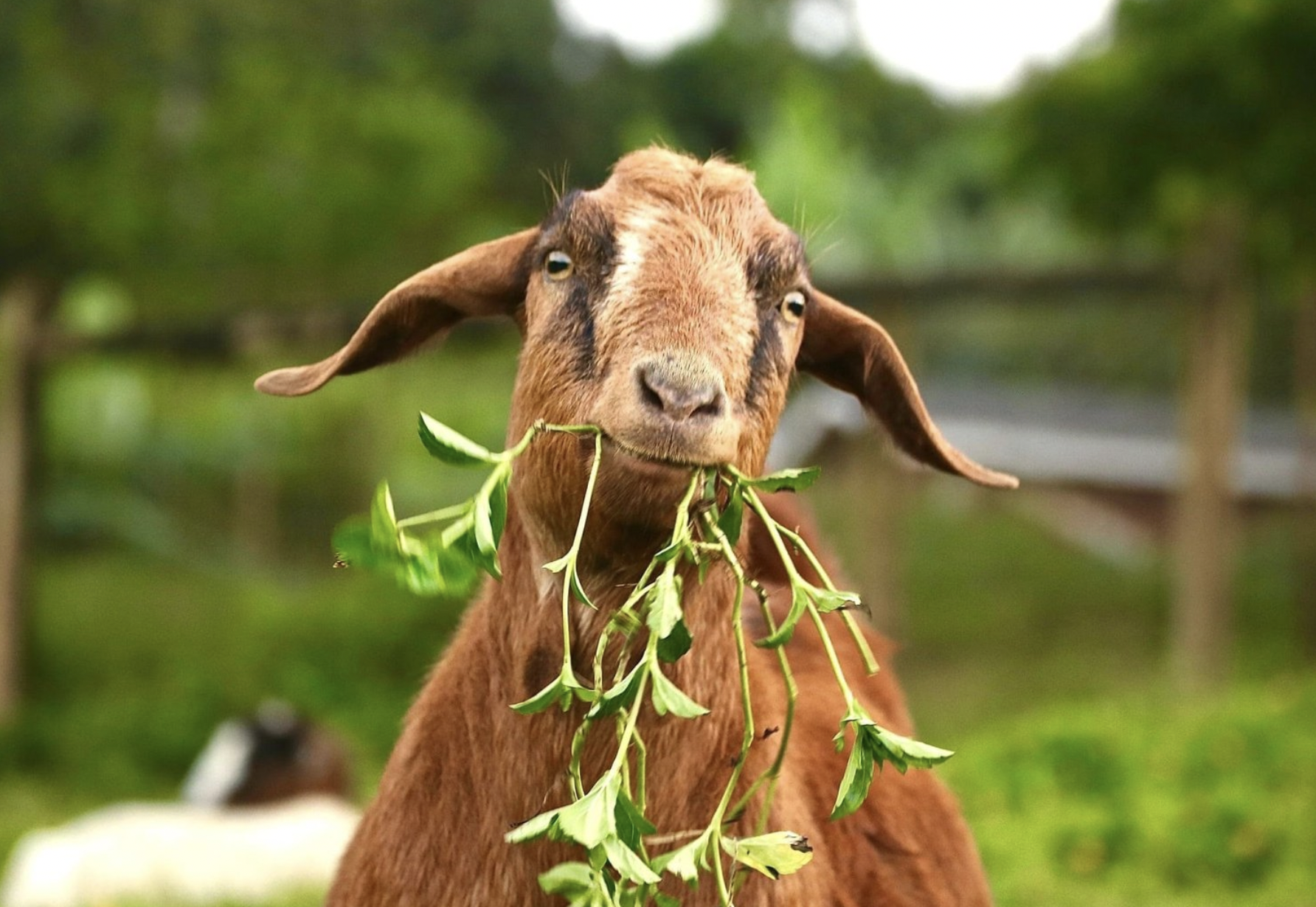 Vegan News for November 2021
