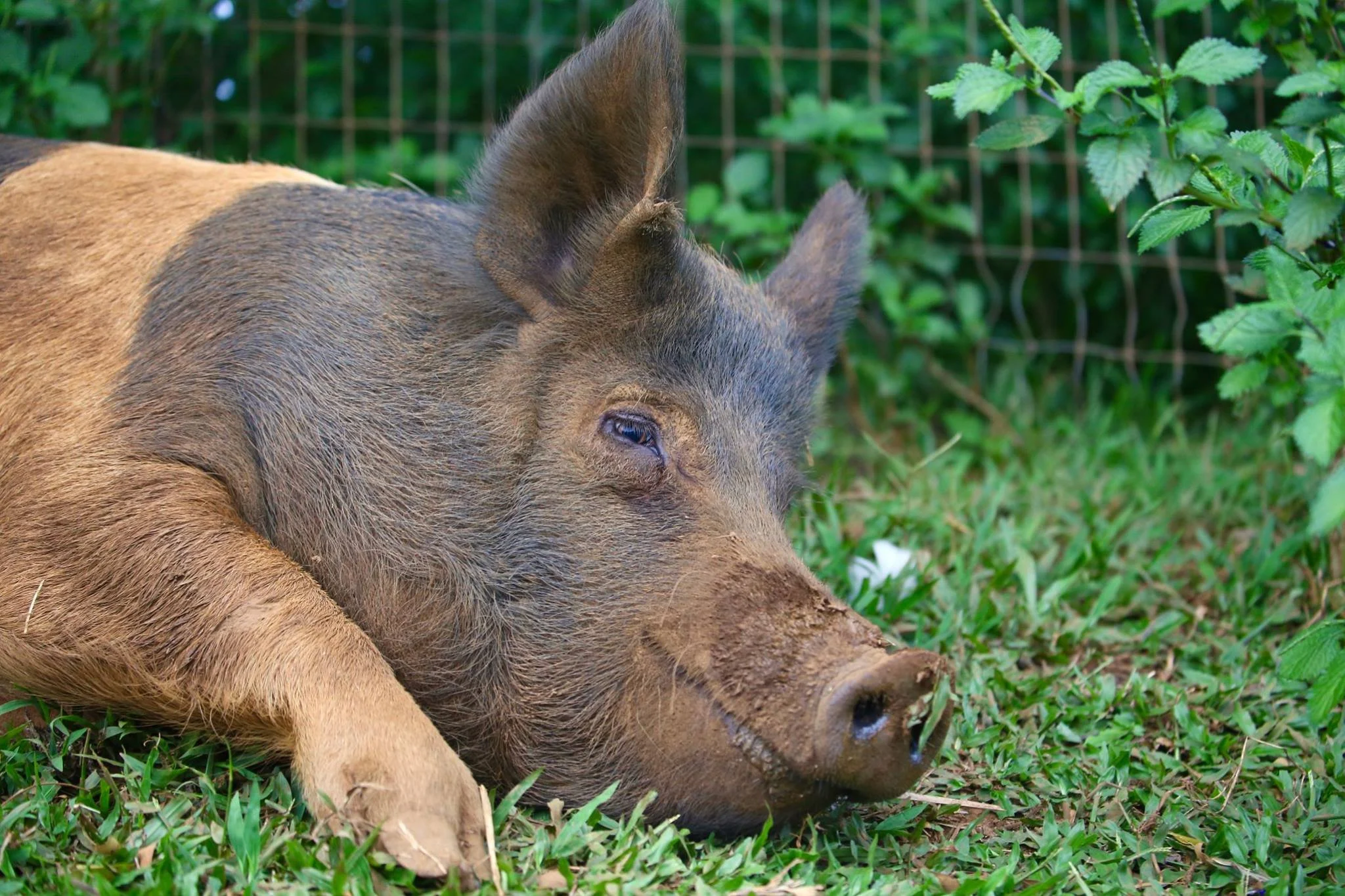 Vegan News for June 2022