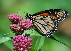 MilkweedMonarch_VictorRQuintanilla-Blog.jpg