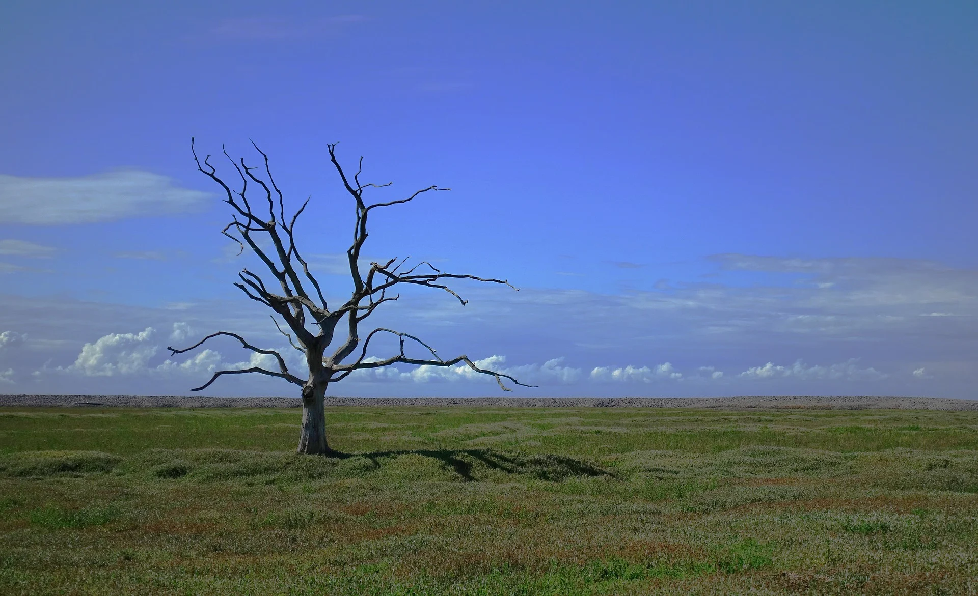 tree-2649411_1920.jpg