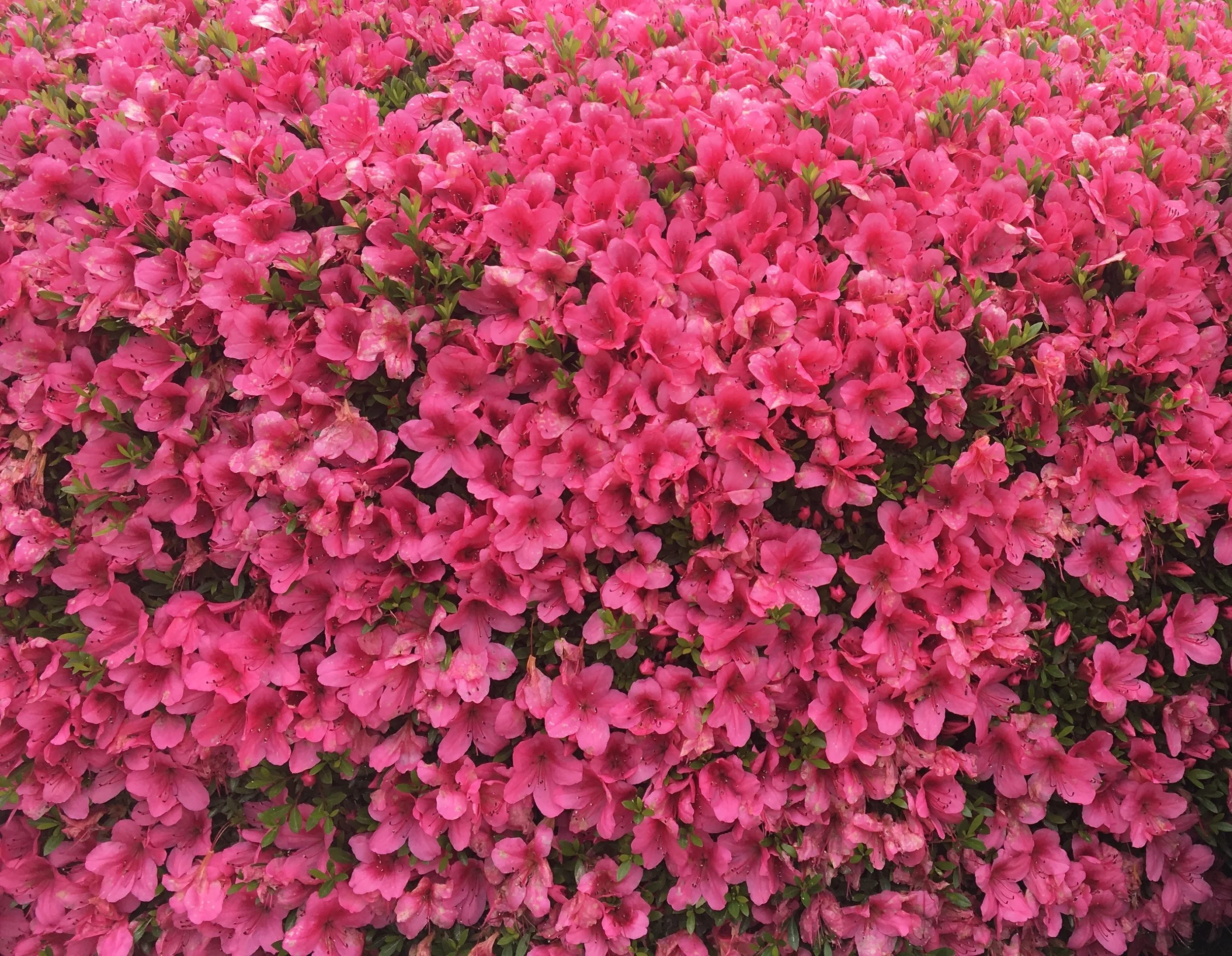 IMG_5671 - Version 2.JPG