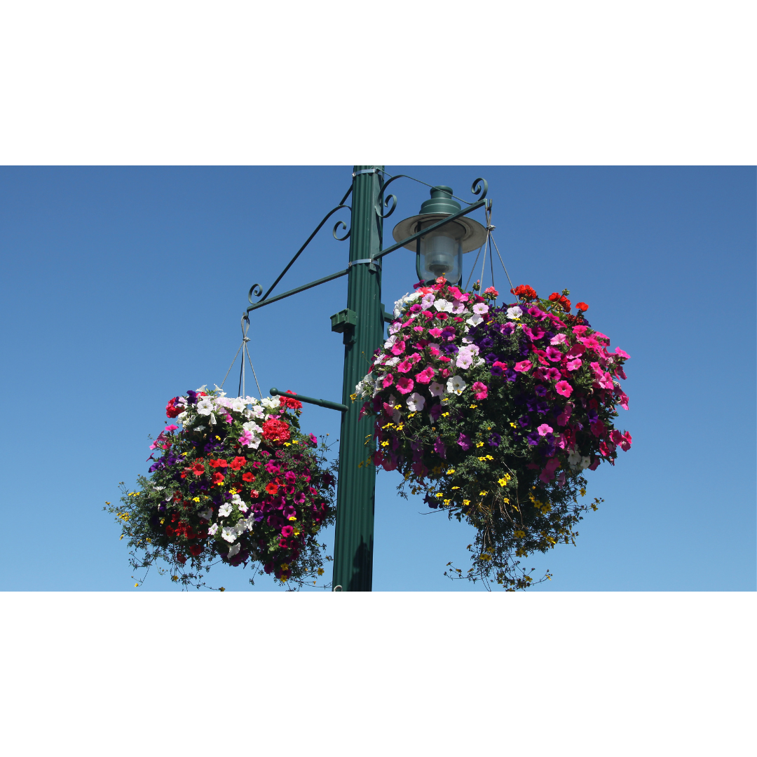 hanging basket 3.png